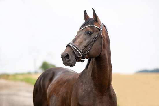 Welches Reithalfter ist das richtige für mein Pferd?