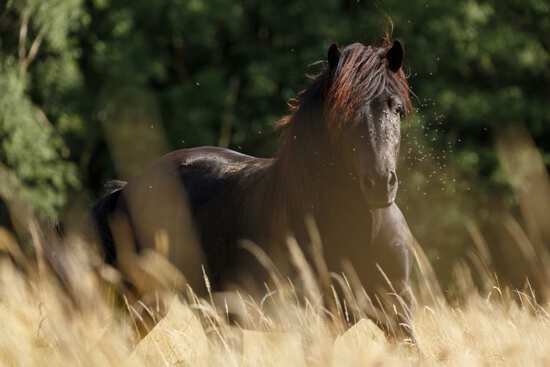 Sommerekzem bei Pferden behandeln