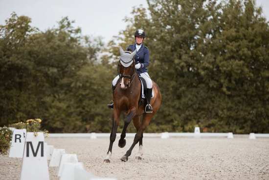 Die Ausbildungsskala des Pferdes