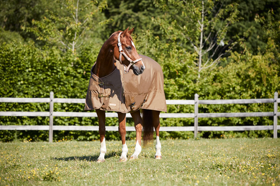 7 Tipps zum Waschen von Pferdedecken