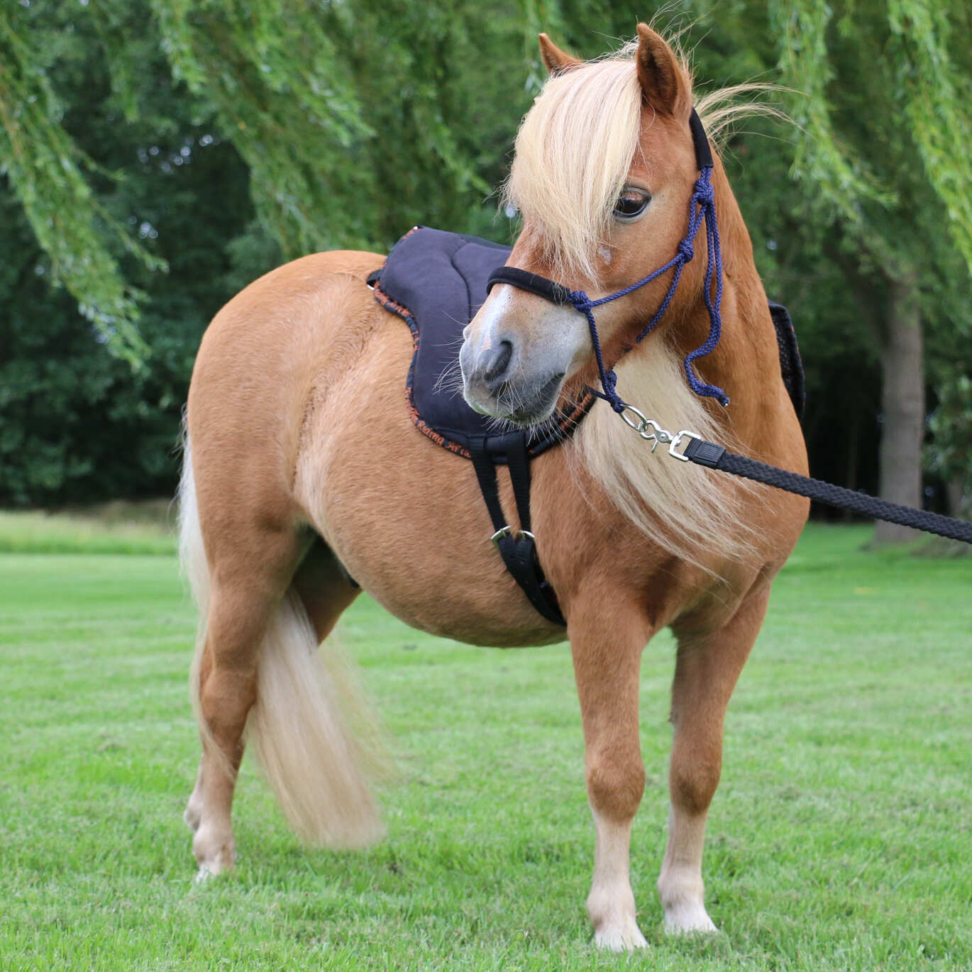 Pony auf Wiese mit F.R.A. Reitschabracken und Reitdecken