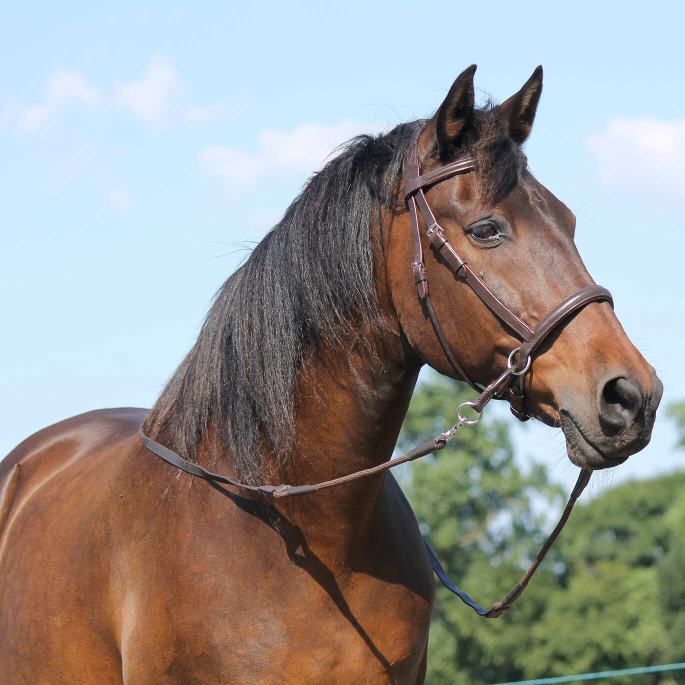 Braunes Pferd mit F.R.A. El Camin Gebissloser Zaum (System 5)