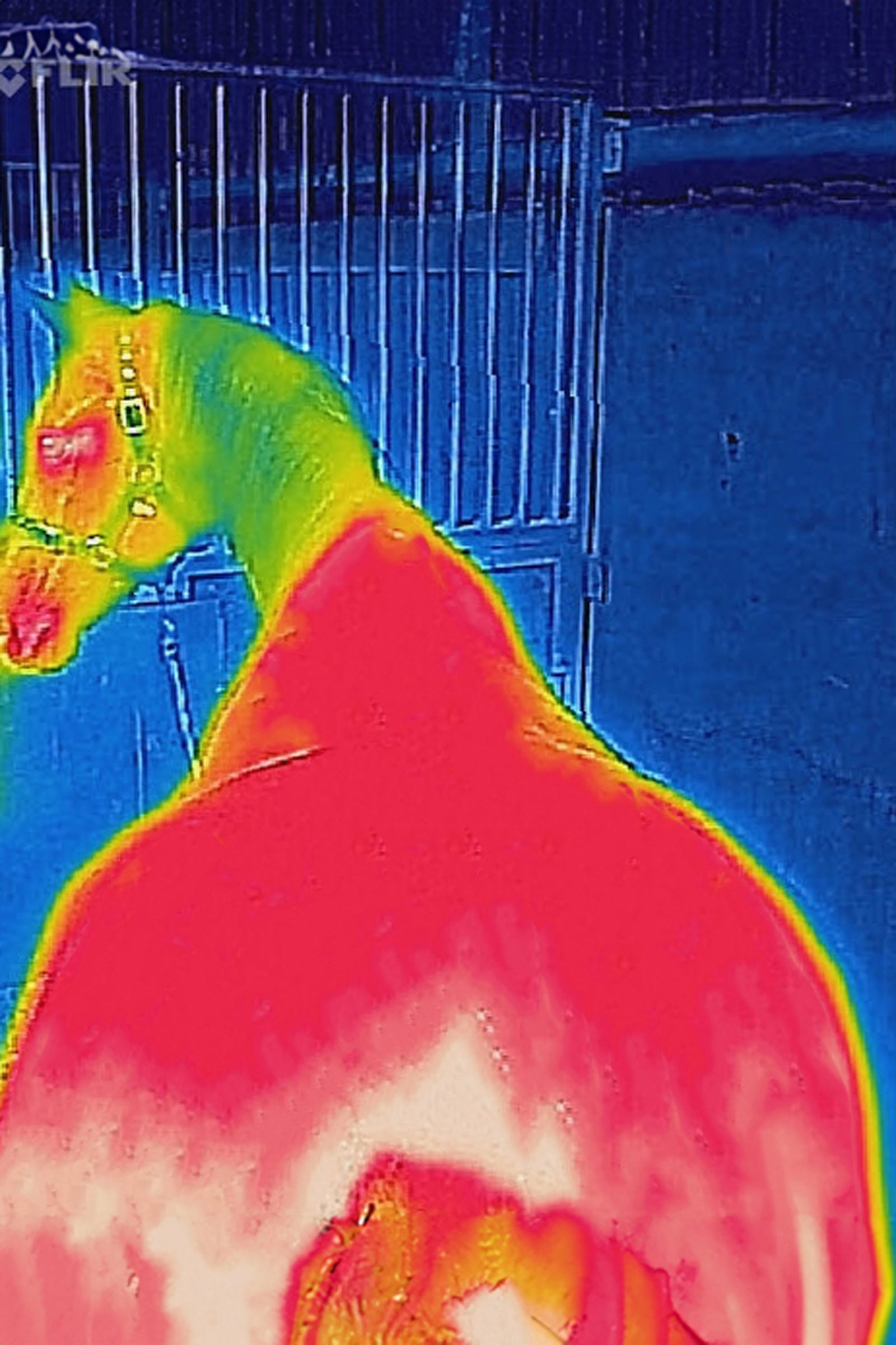 Bucas Therapy Abschwitzdecke, 0 g