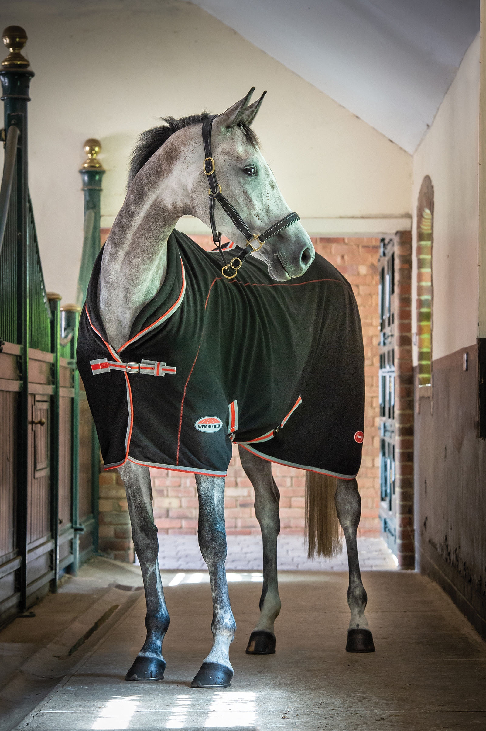 Weatherbeeta Therapy-Tec Decke Standard Neck