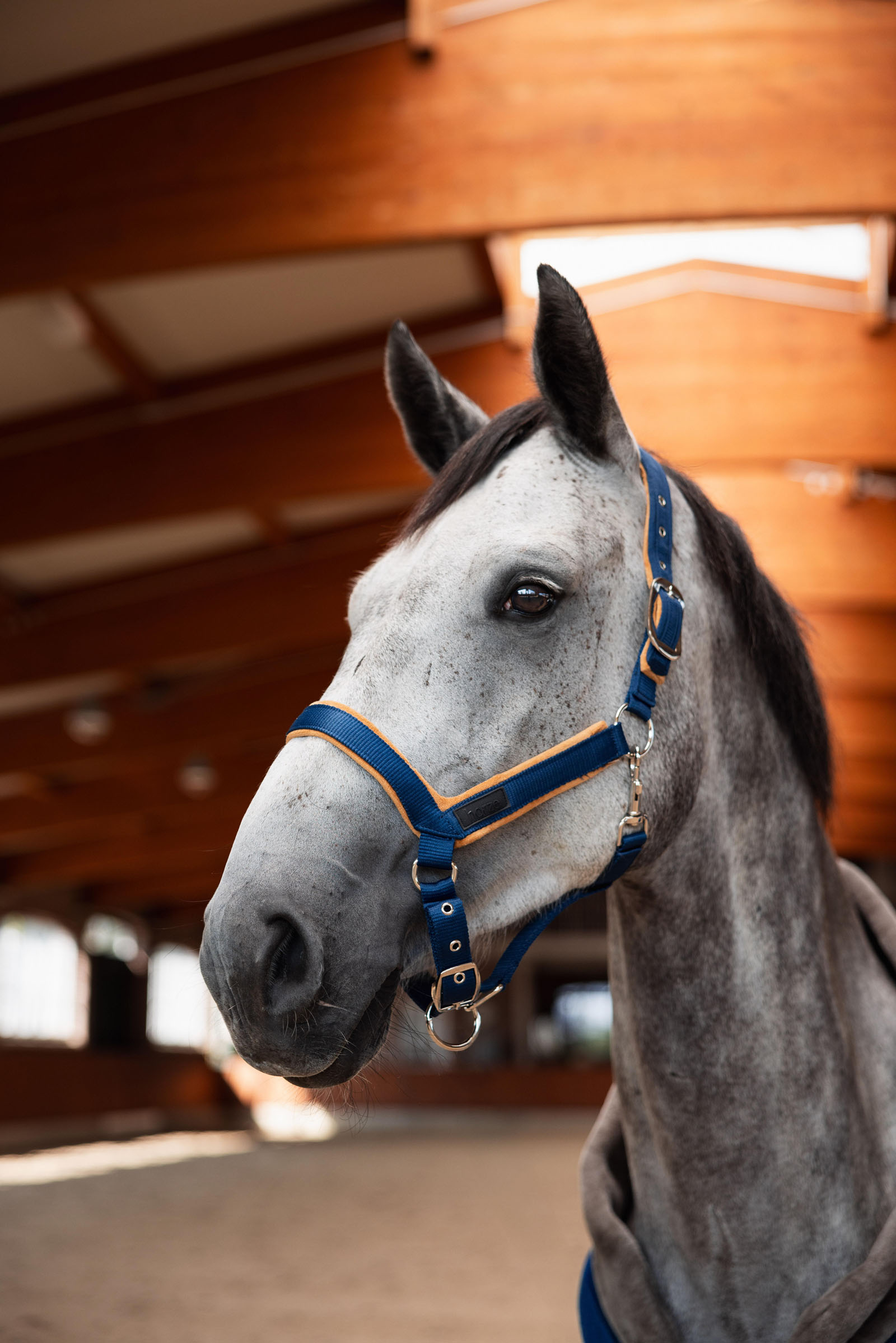 Horze Delémont Halfter