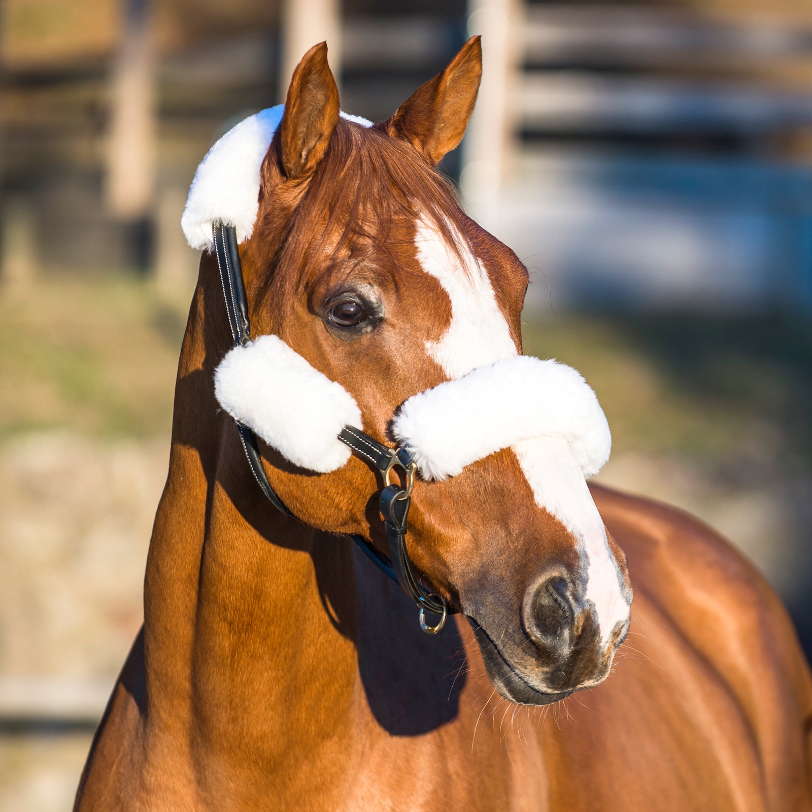 Horze Lammfell-Halfter Set