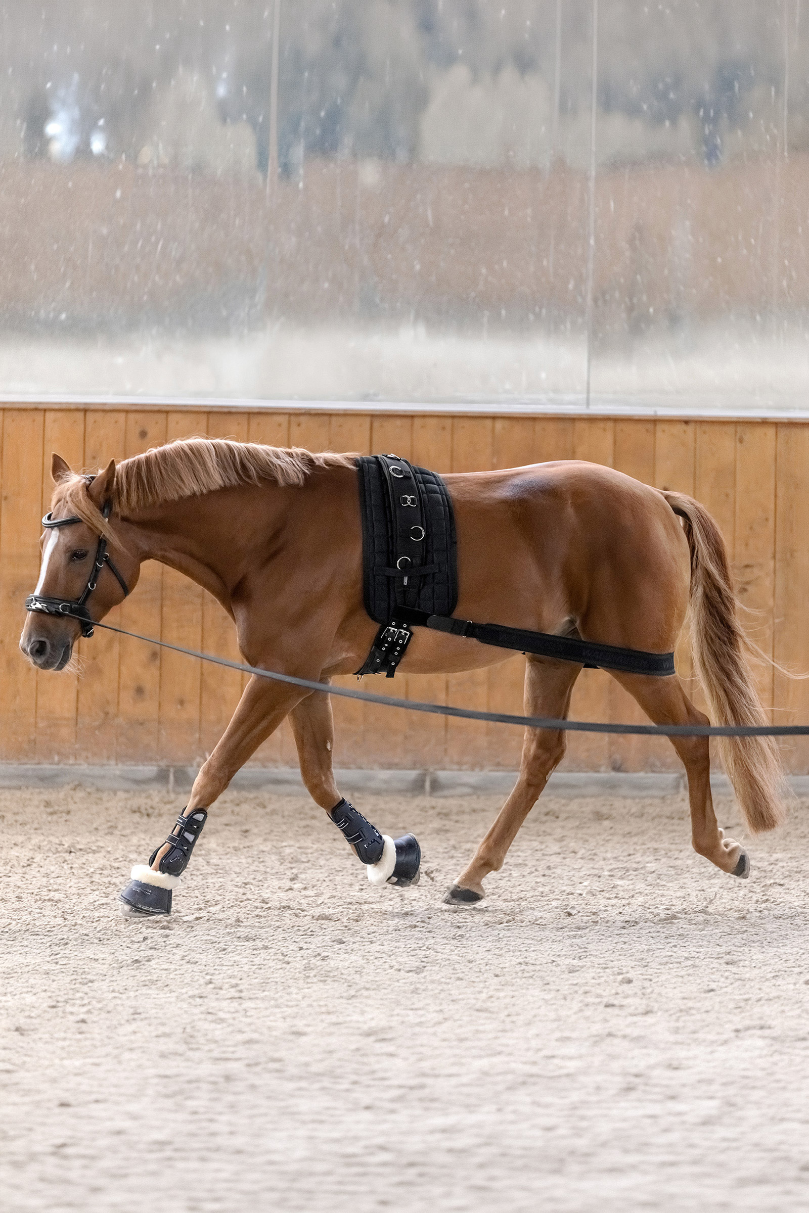 Waldhausen Body Bandage zur Aktivierung der Hinterhand