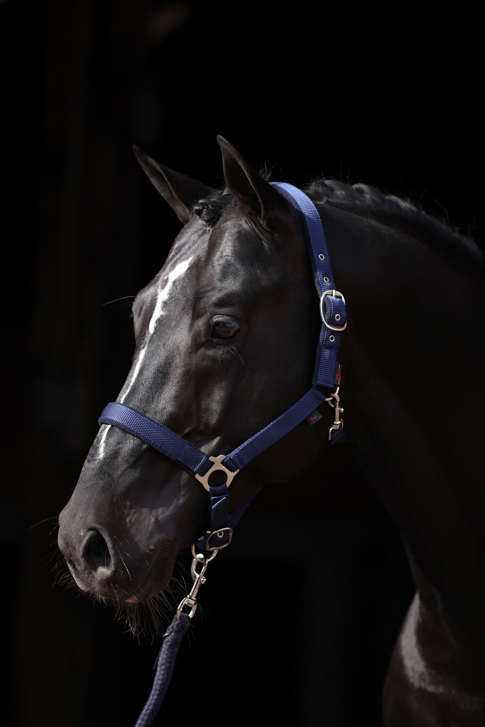 DB/AB Covalliero Dexter Halfter mit Fleecefutter