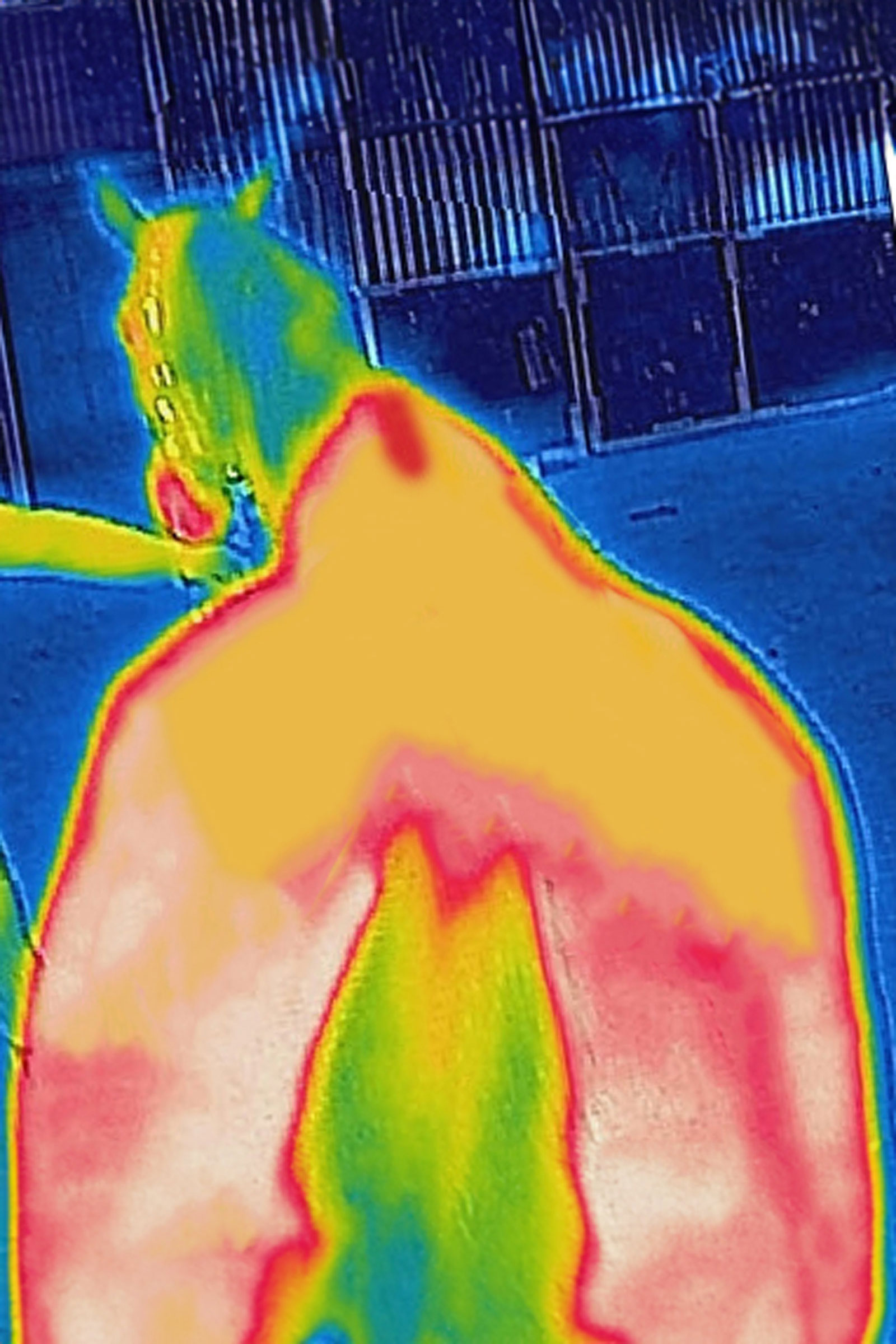 Bucas Therapy Abschwitzdecke, 0 g