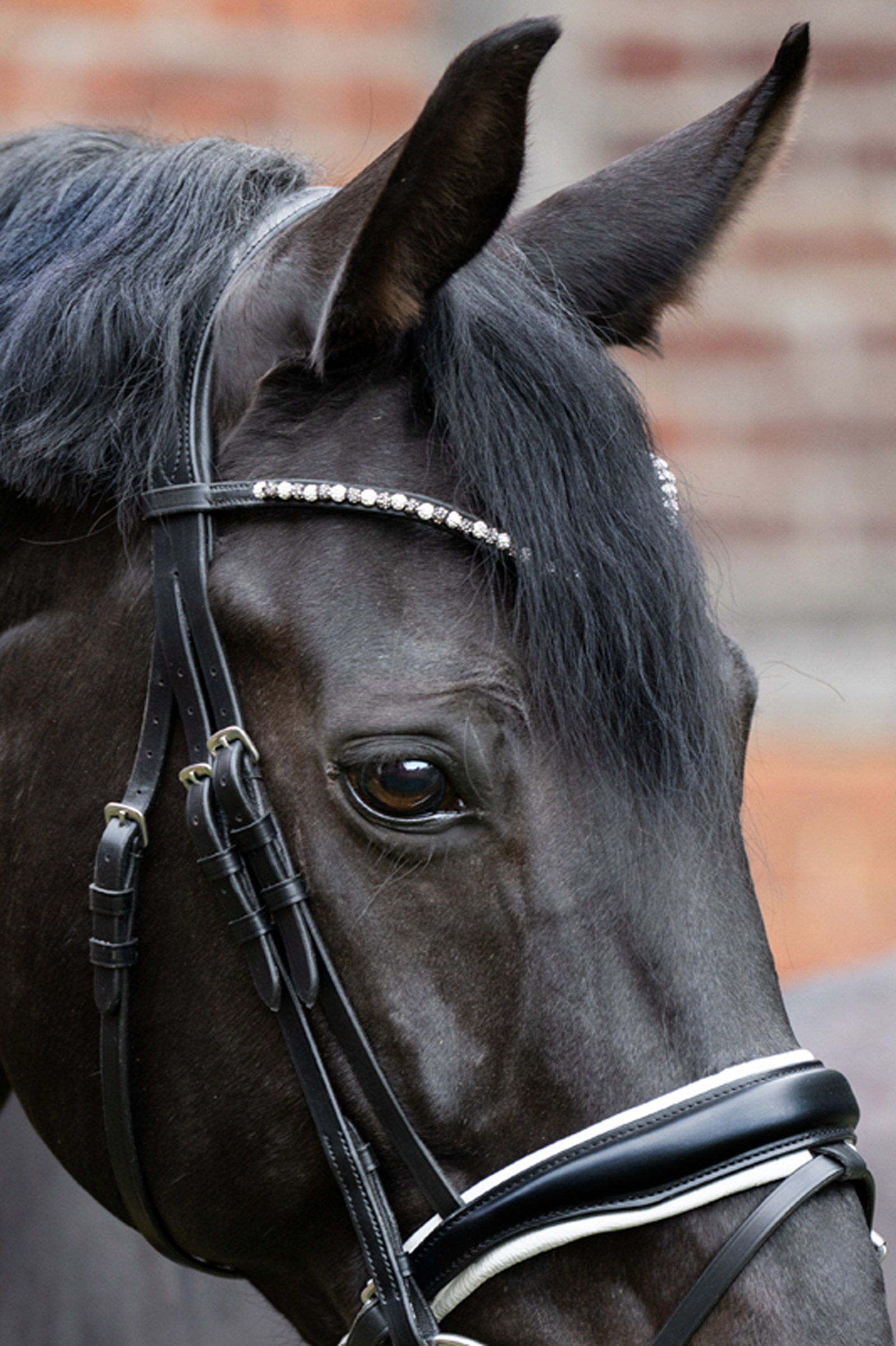 Kavalkade Stirnriemen Pila