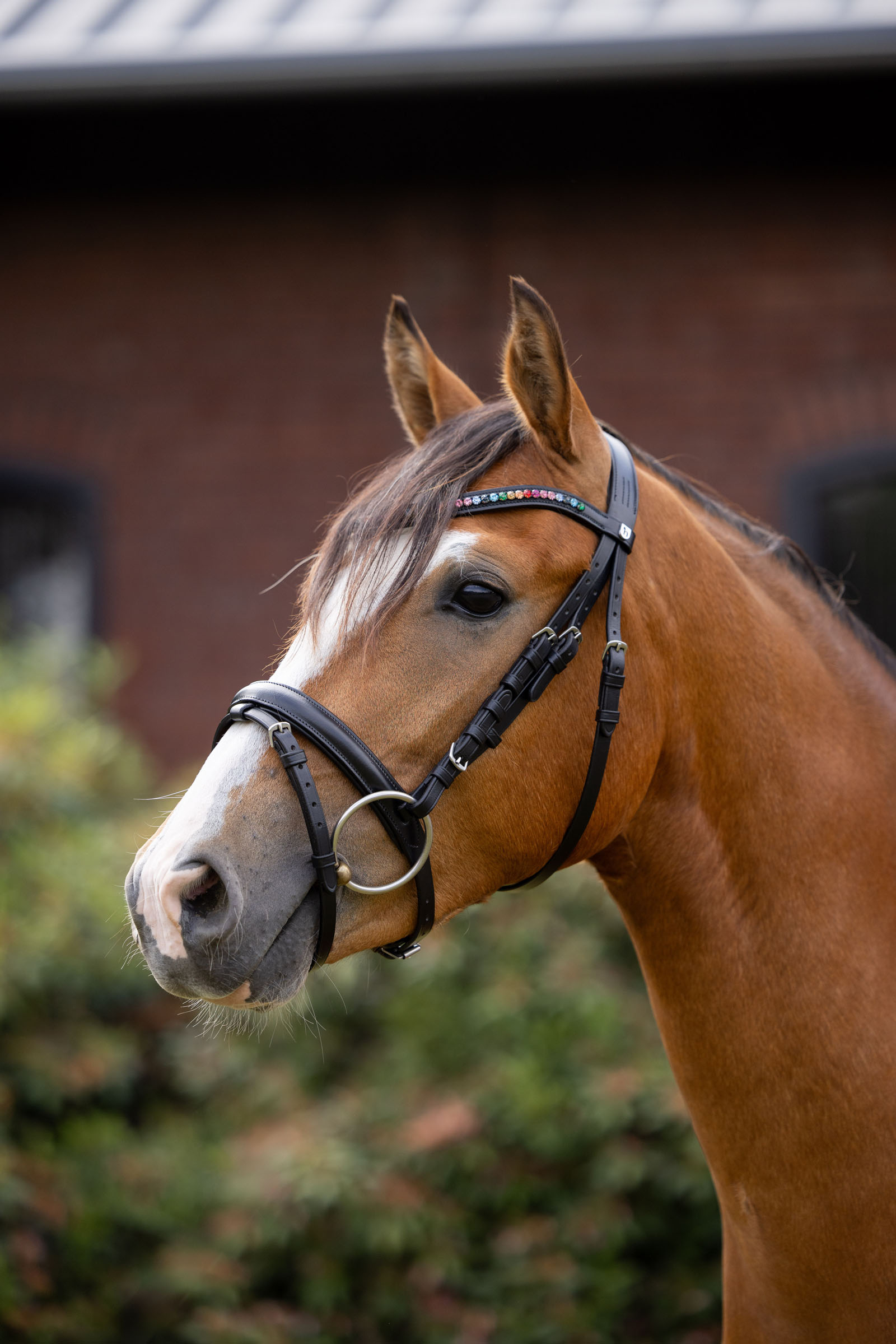 Horze Rainbow Dash Pony Trense