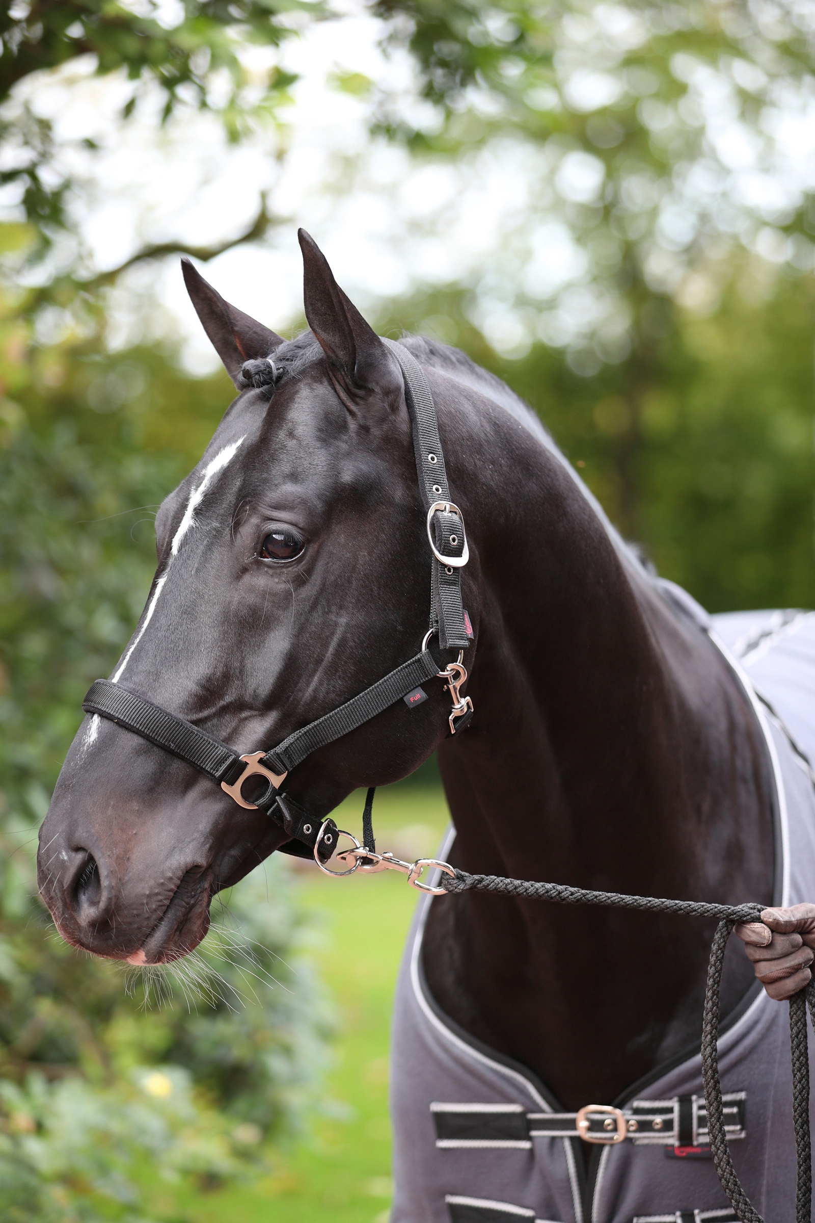 Covalliero Dexter Halfter mit Fleecefutter