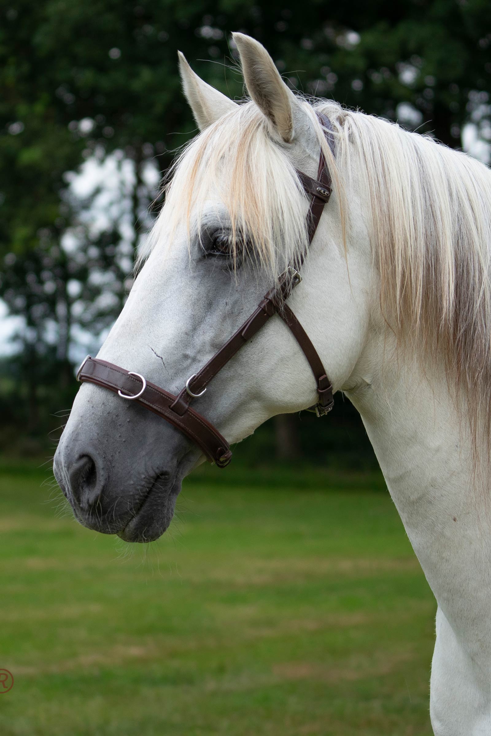 F.R.A. Freedom Riding Articles Baro Kappzaum, Leder