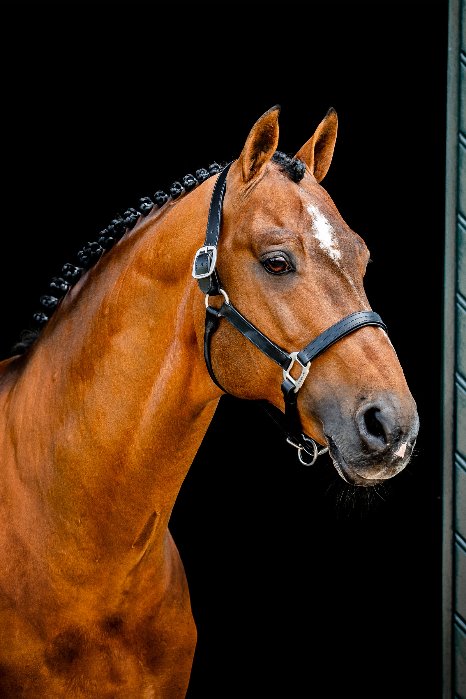 Horseware Signature Lederhalfter