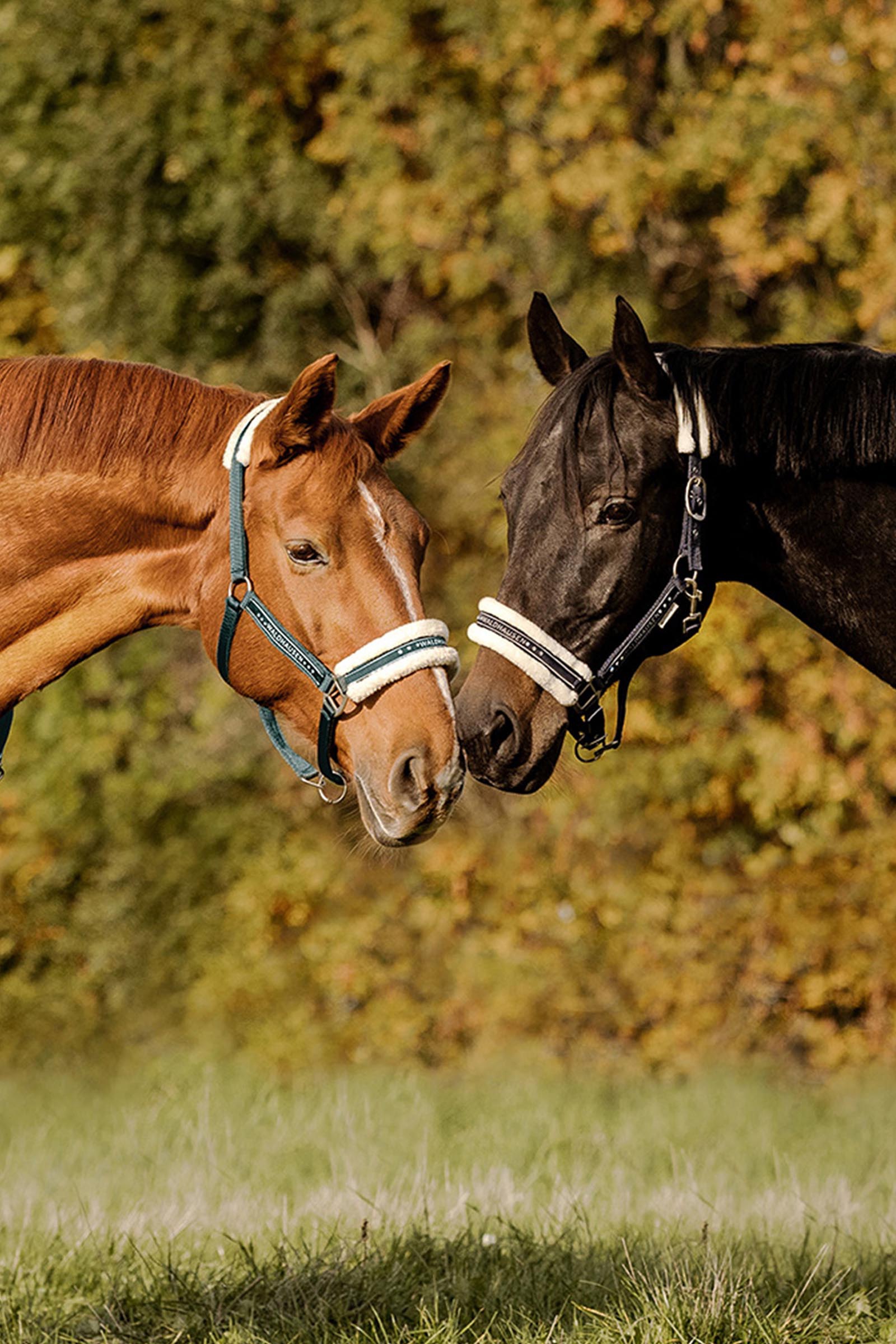 Waldhausen Elegant Halfter