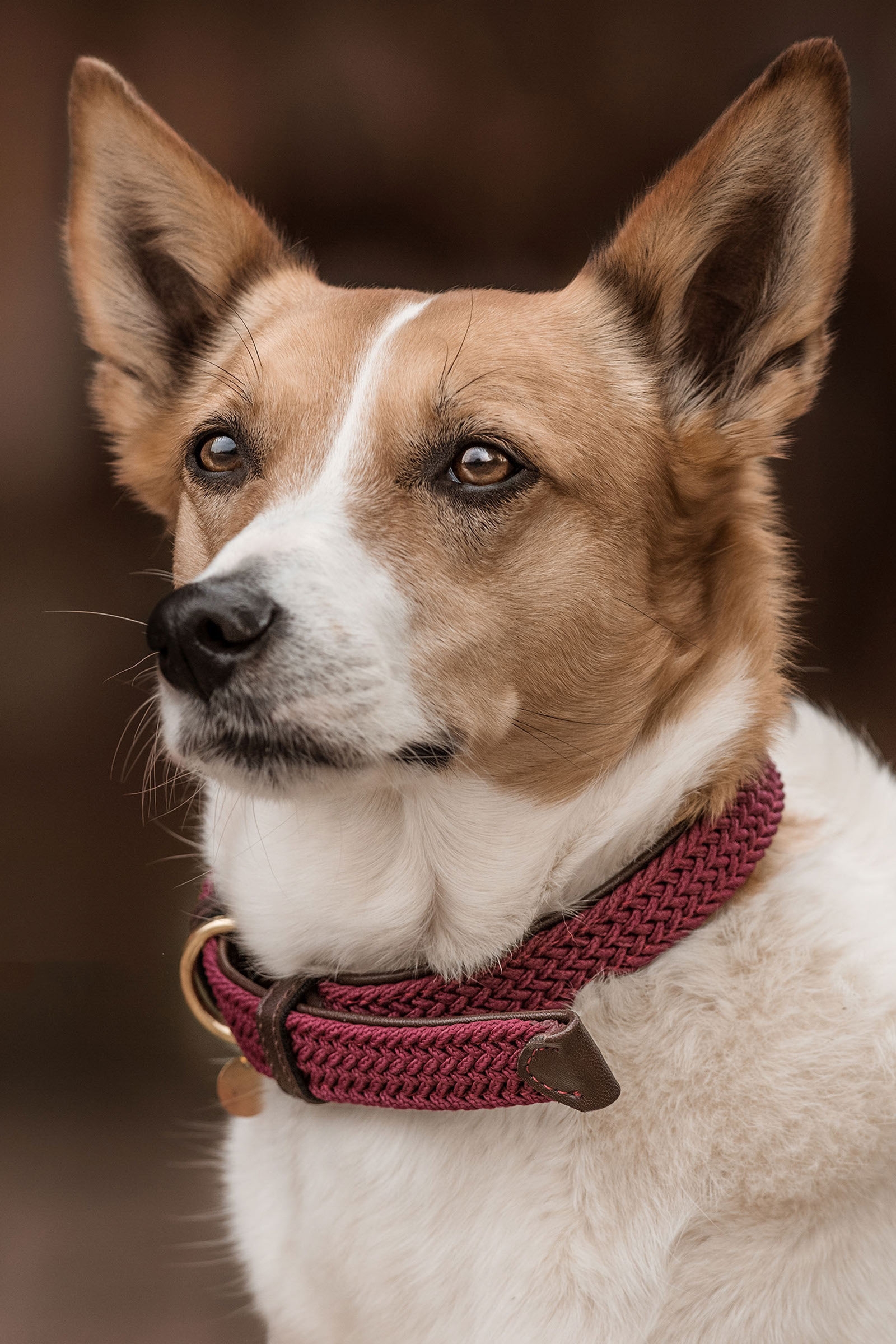 Dark Red Kentucky Dogwear Geflochtenes Nylon Hundehalsband