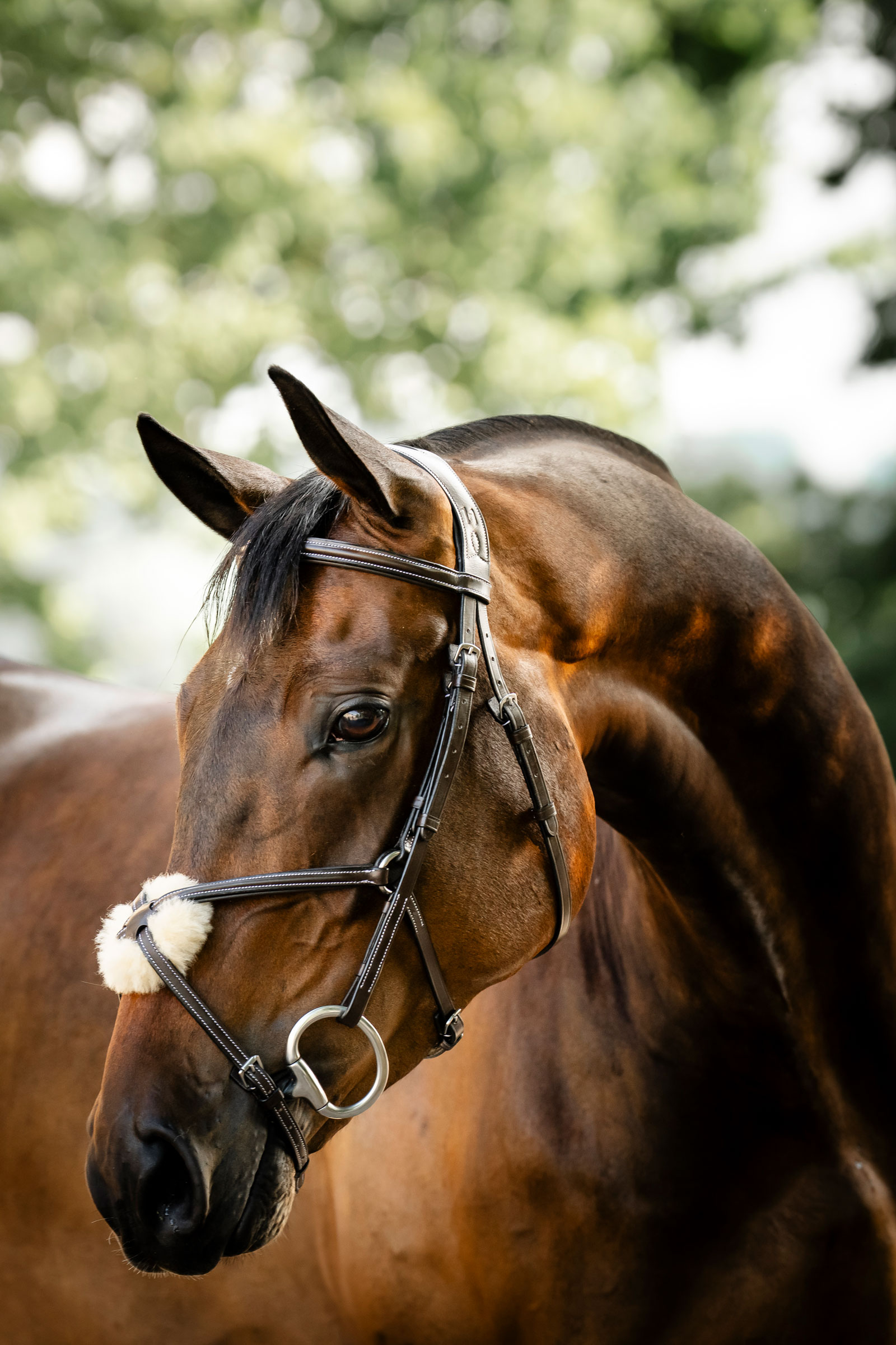 Brown Horseware Trense mit Mexikanischem Reithalfter