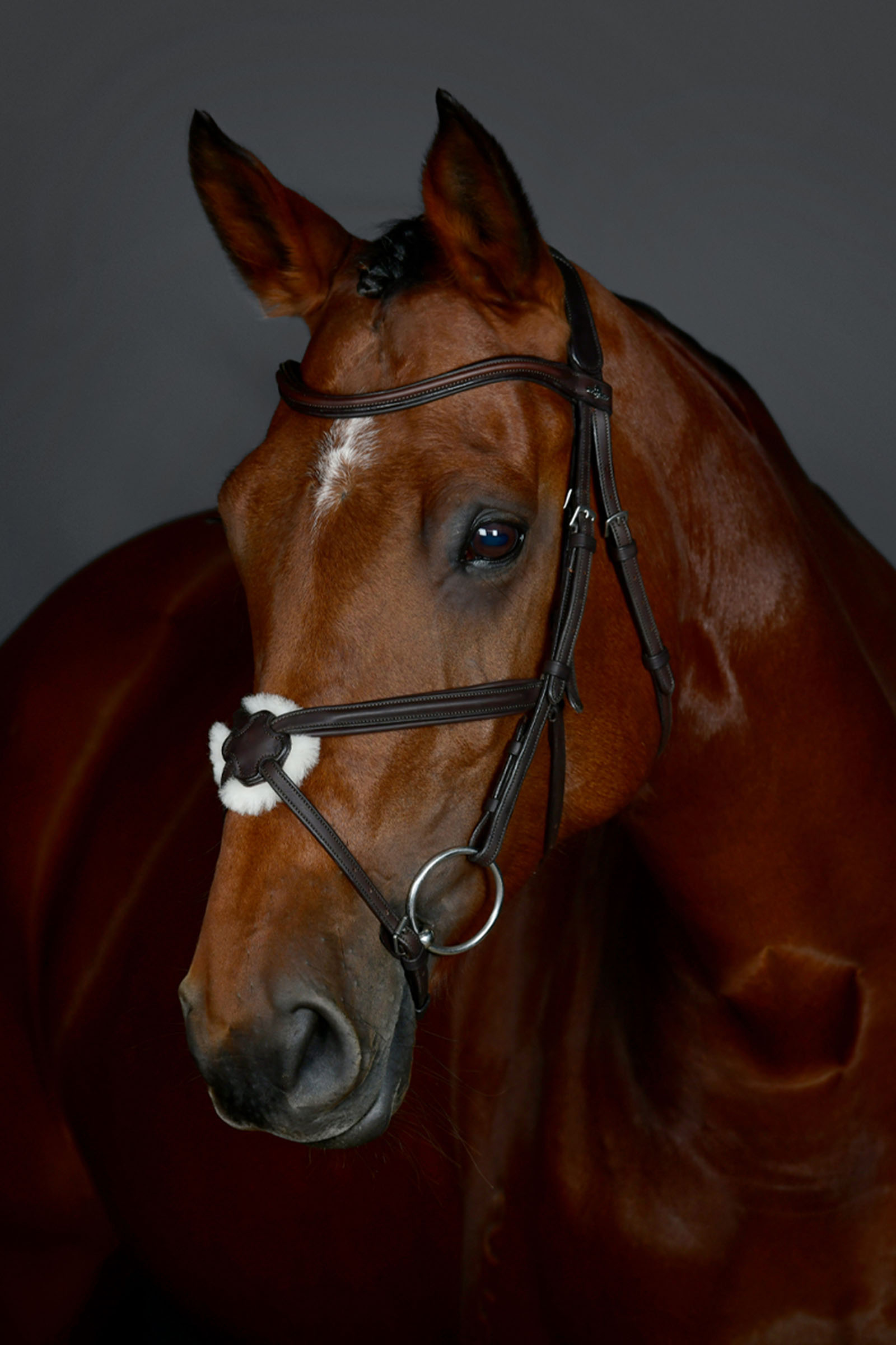 Dark Brown Collegiate Comfitec Opulux schlichte gepolsterte Trense mit mexikanischem Reithalfter
