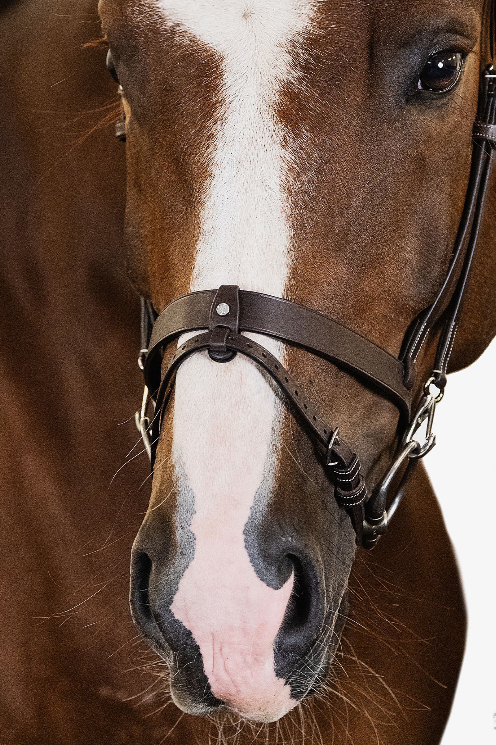 PS of Sweden London Bridle
