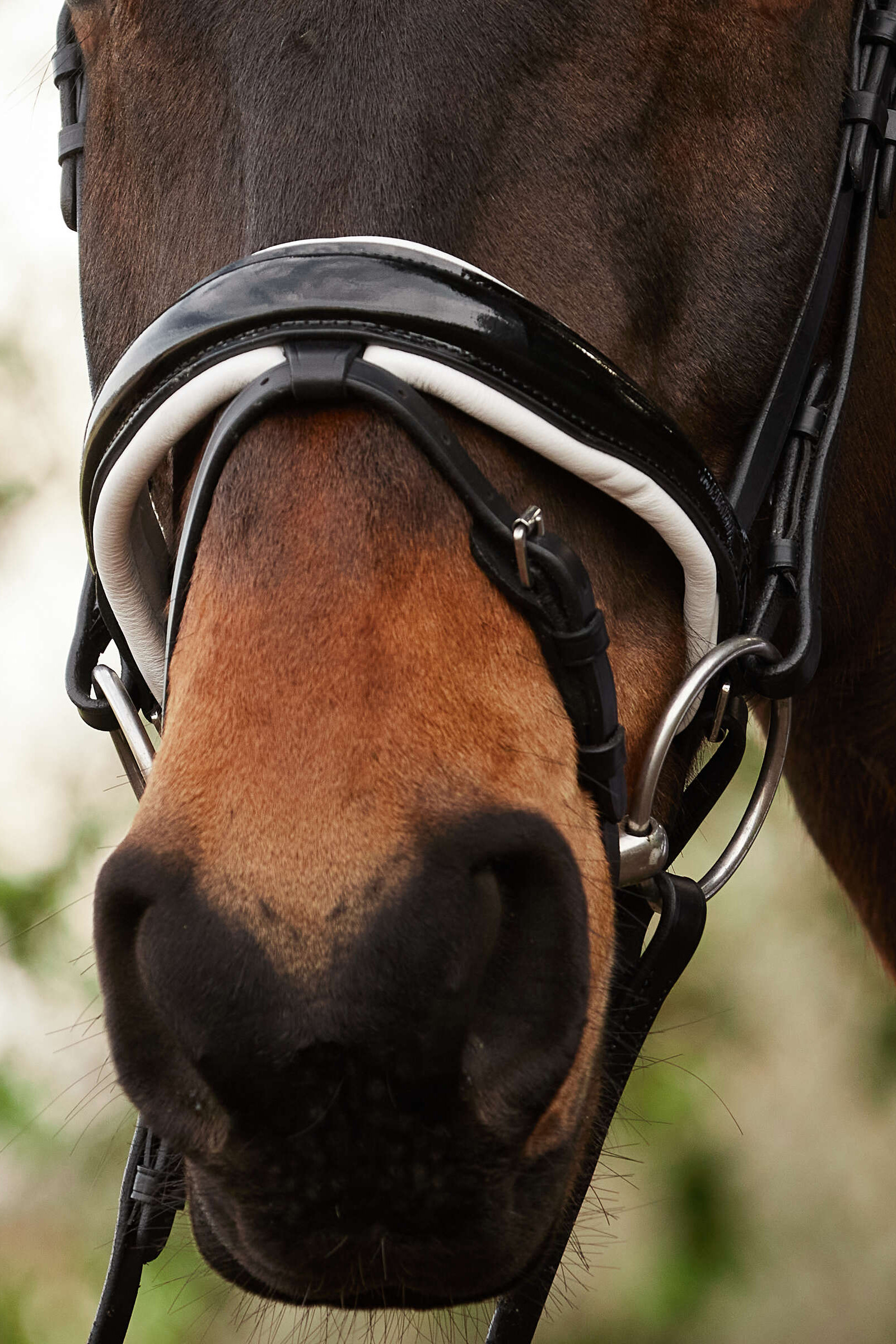 Kavalkade Charlotte Dressurtrense