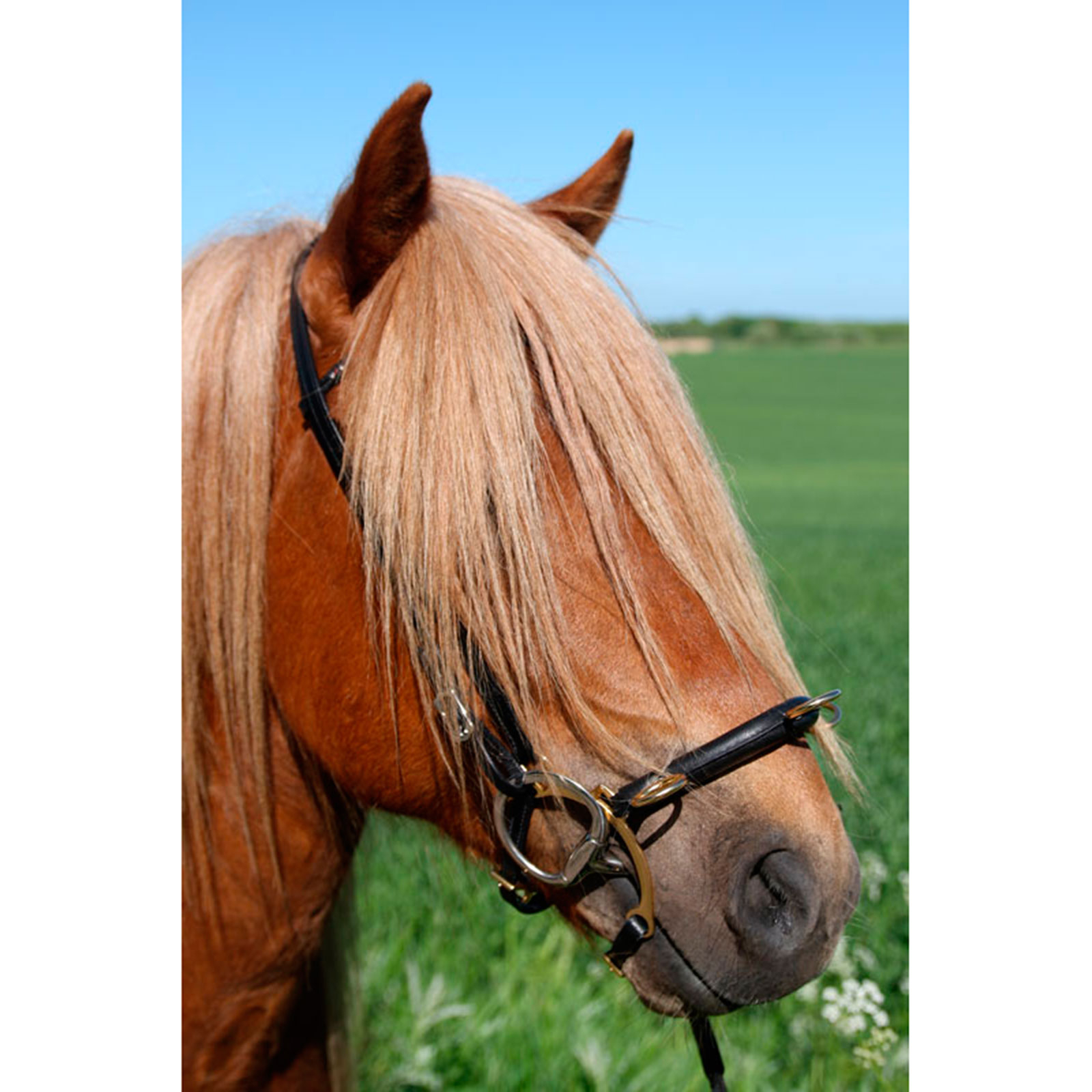 Karlslund gebissloser Zaum mit Bügel