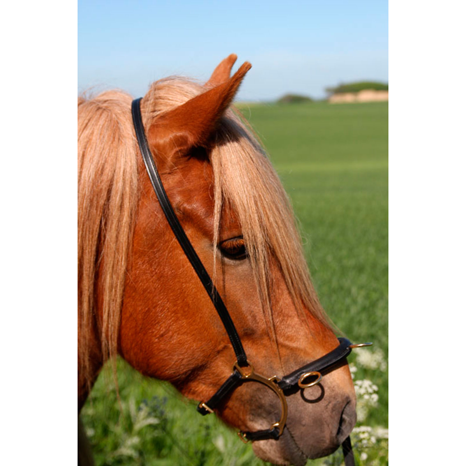 Karlslund gebissloser Zaum mit Bügel