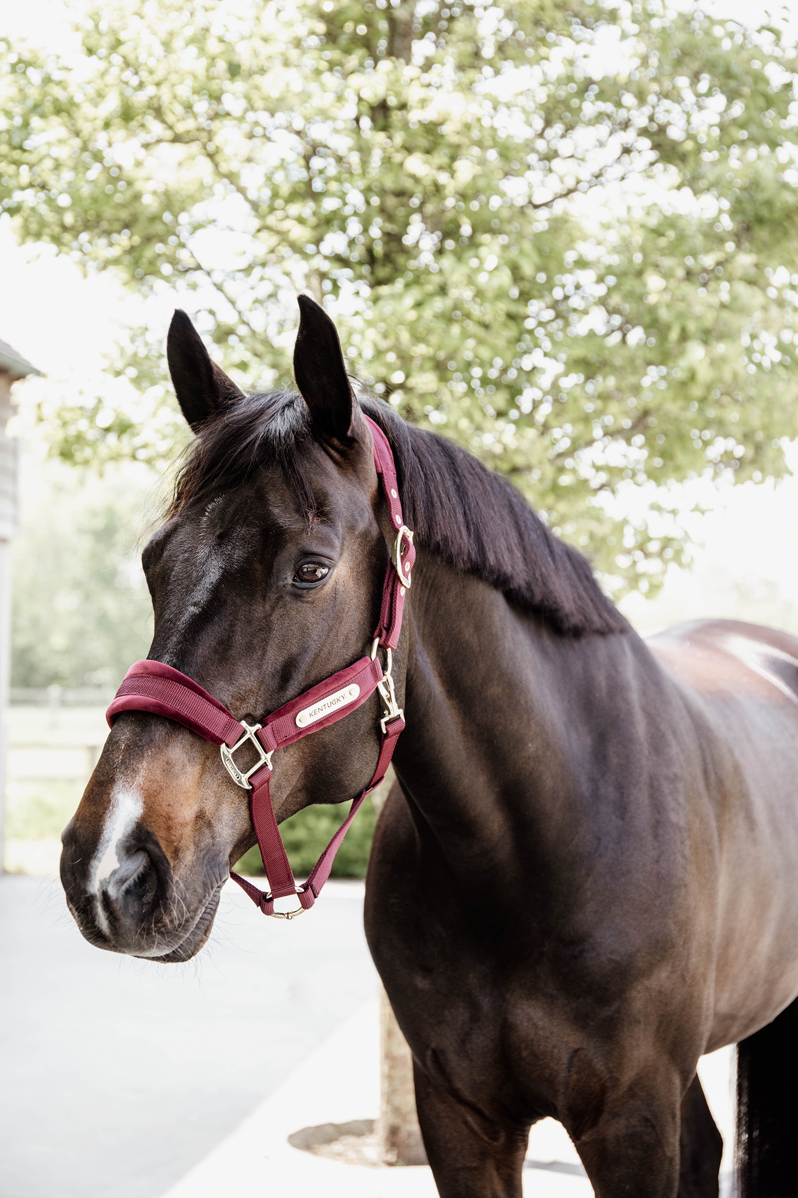 Kentucky Horsewear Velvet Halfter