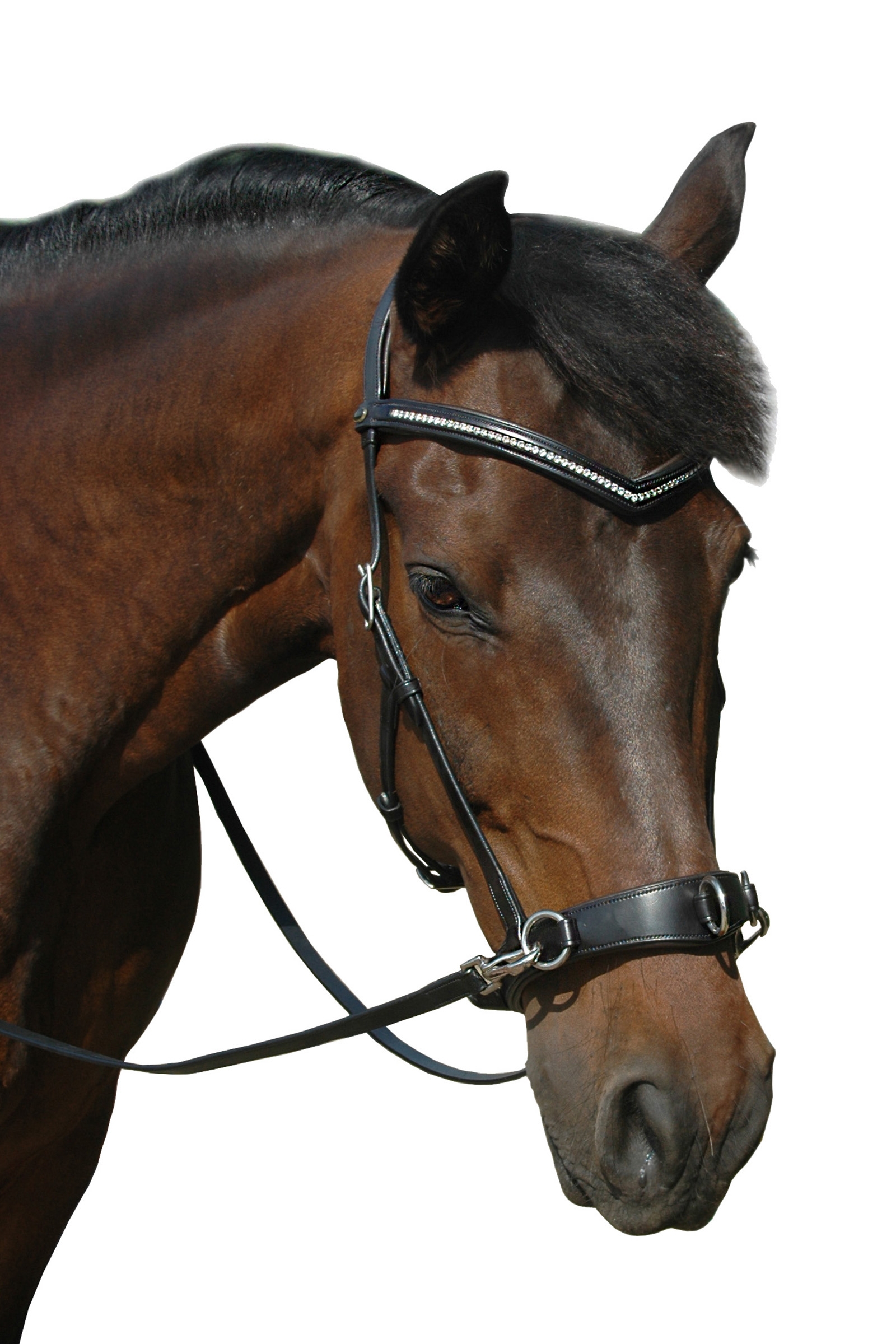 F.R.A. Freedom Riding Articles Wendy B Kappzaum, Gebisslose Trense, Lederz&uuml;gel mit Clip