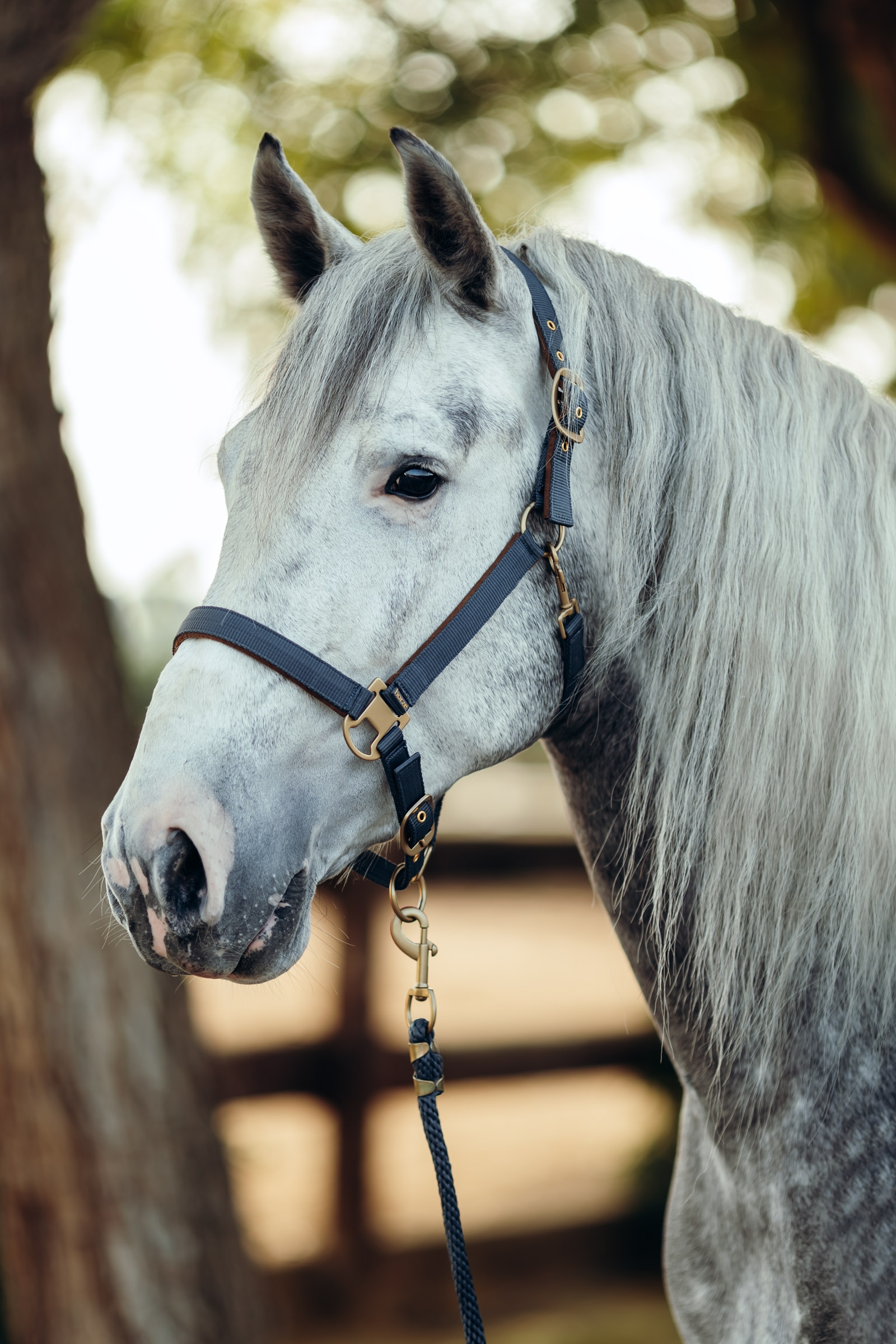 Horze Houston Halfter