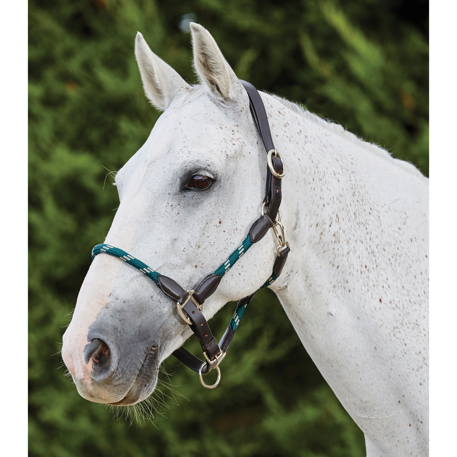 Hunter Green/Brown Kincade Lederhalfter mit Seil