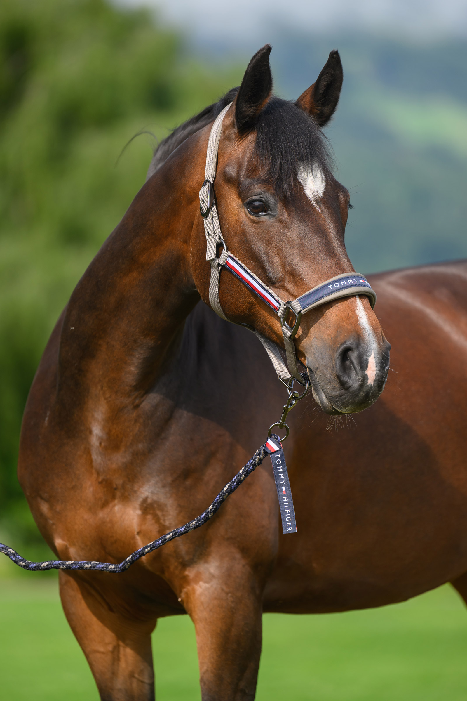 Ash Tommy Hilfiger Equestrian Yale Halfter- und F&uuml;hrstrick-Set