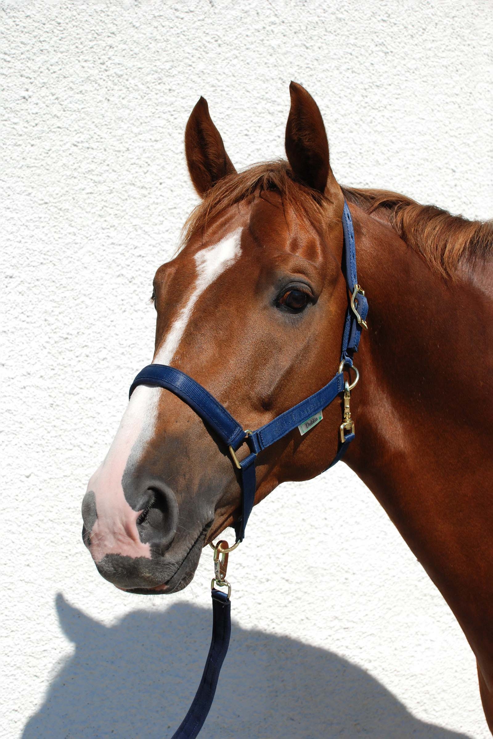 Bucas Dublin Gepolstertes Halfter