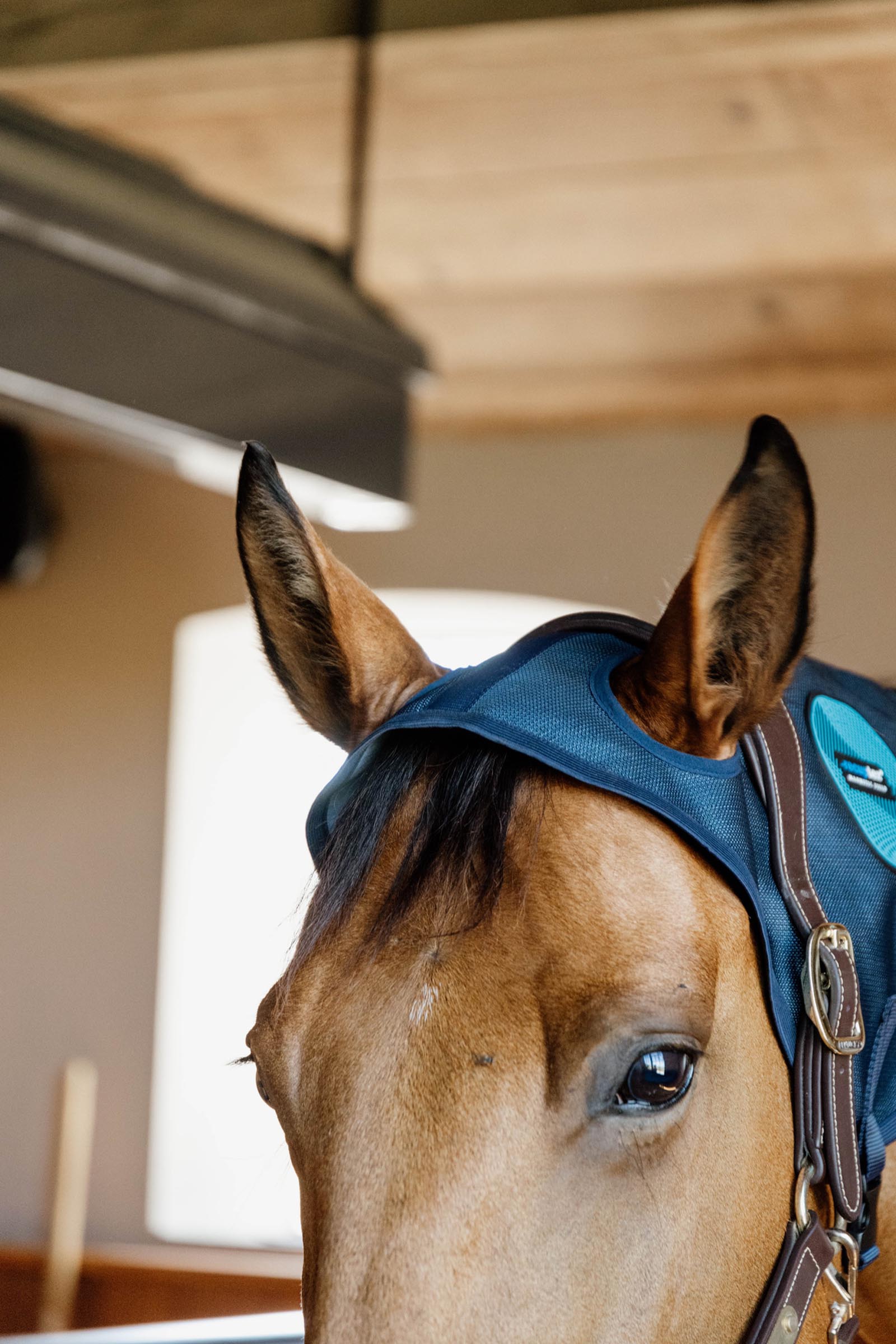 Kentucky Horseware Recuptex Magnetischer Nackenschutz  