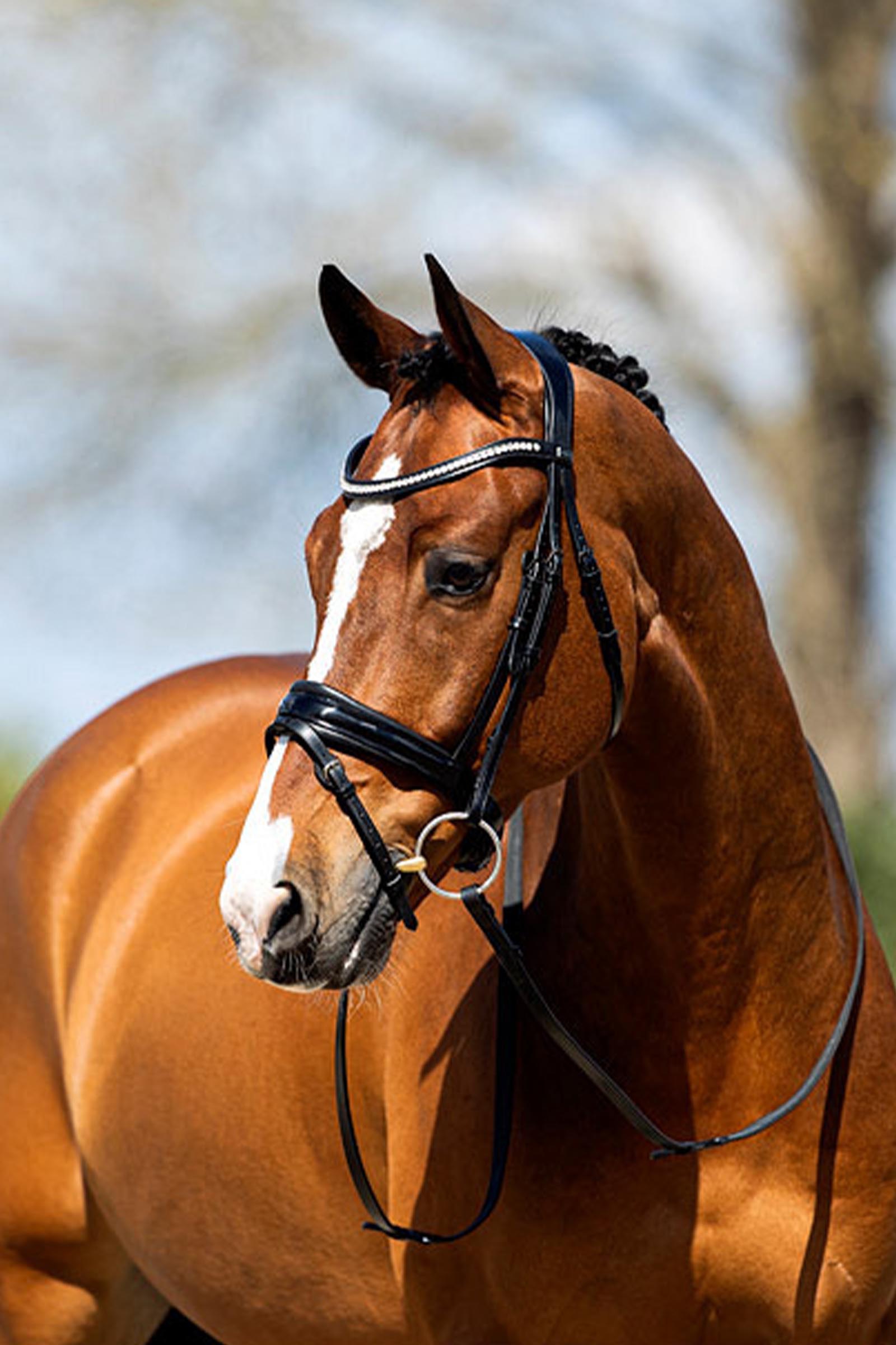 ANKY Anatomic Trense aus Lackleder mit weicher Polsterung