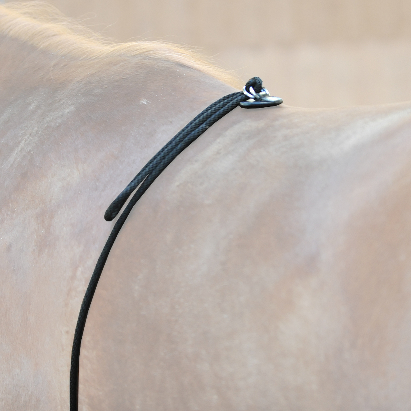 Kavalkade HO-Longierhilfe