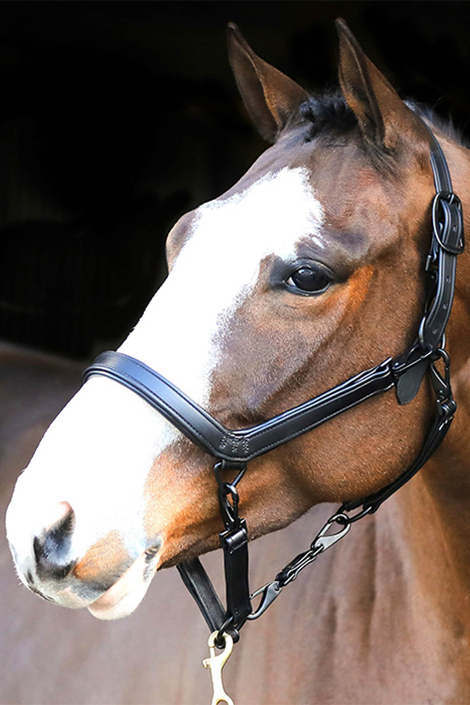 Liveryman Lederhalfter f&uuml;r Pferdeschur