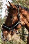 Mountain Horse verstellbares Halfter mit Kunstfell