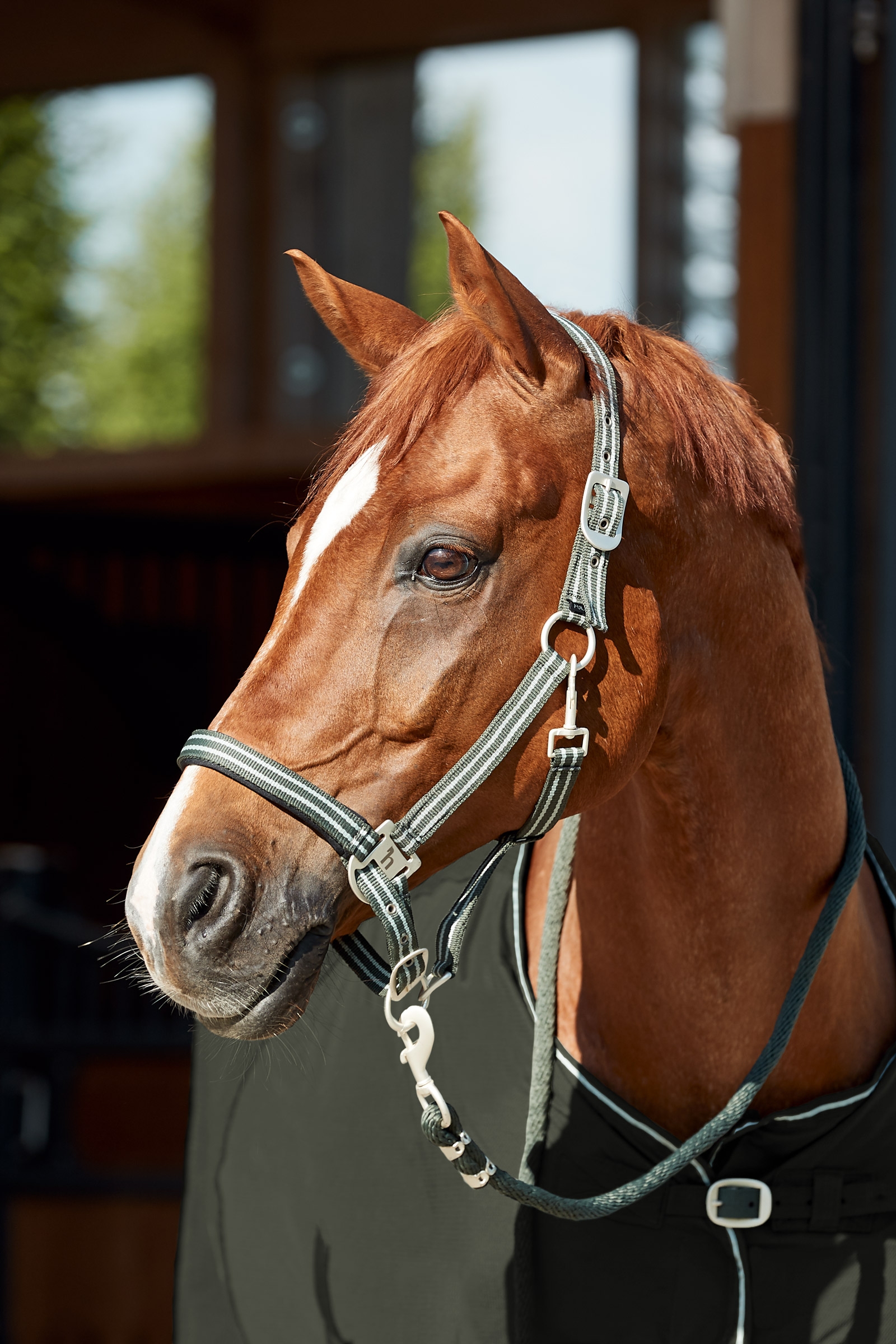 Horze Bari Halfter & F&uuml;hrstrick Set