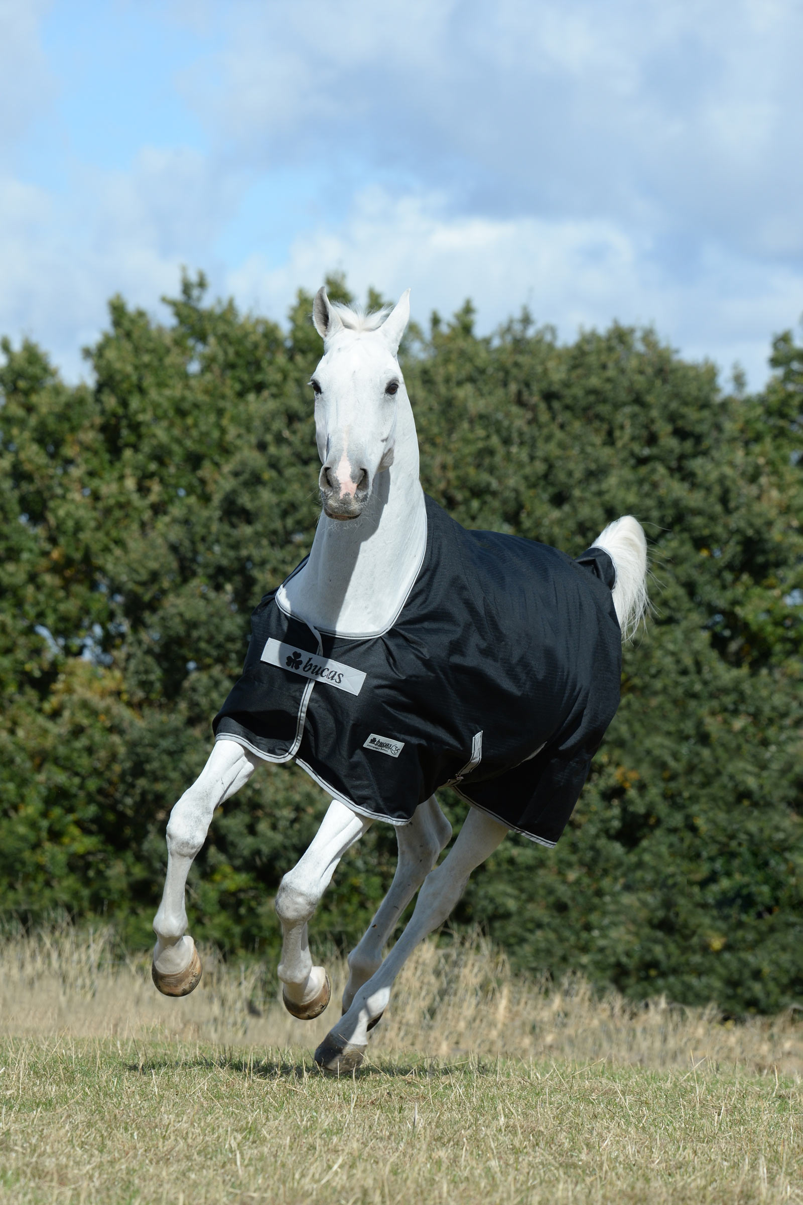 Bucas Anniversary SD leichte Regendecke, 0g