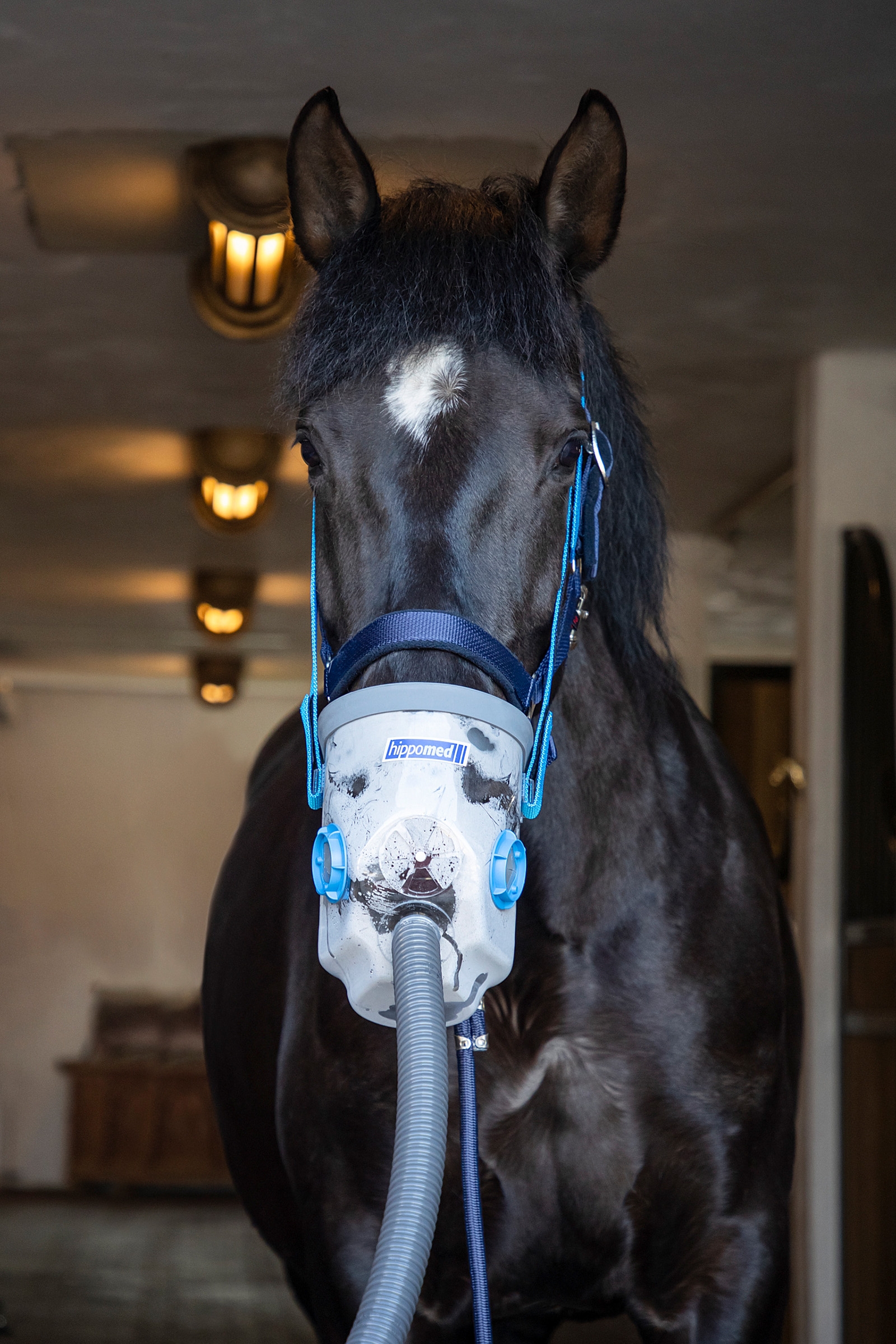 Hippomed AirOne Ultraschall-Inhalator f&uuml;r Pferde mit Maske, Warmblut