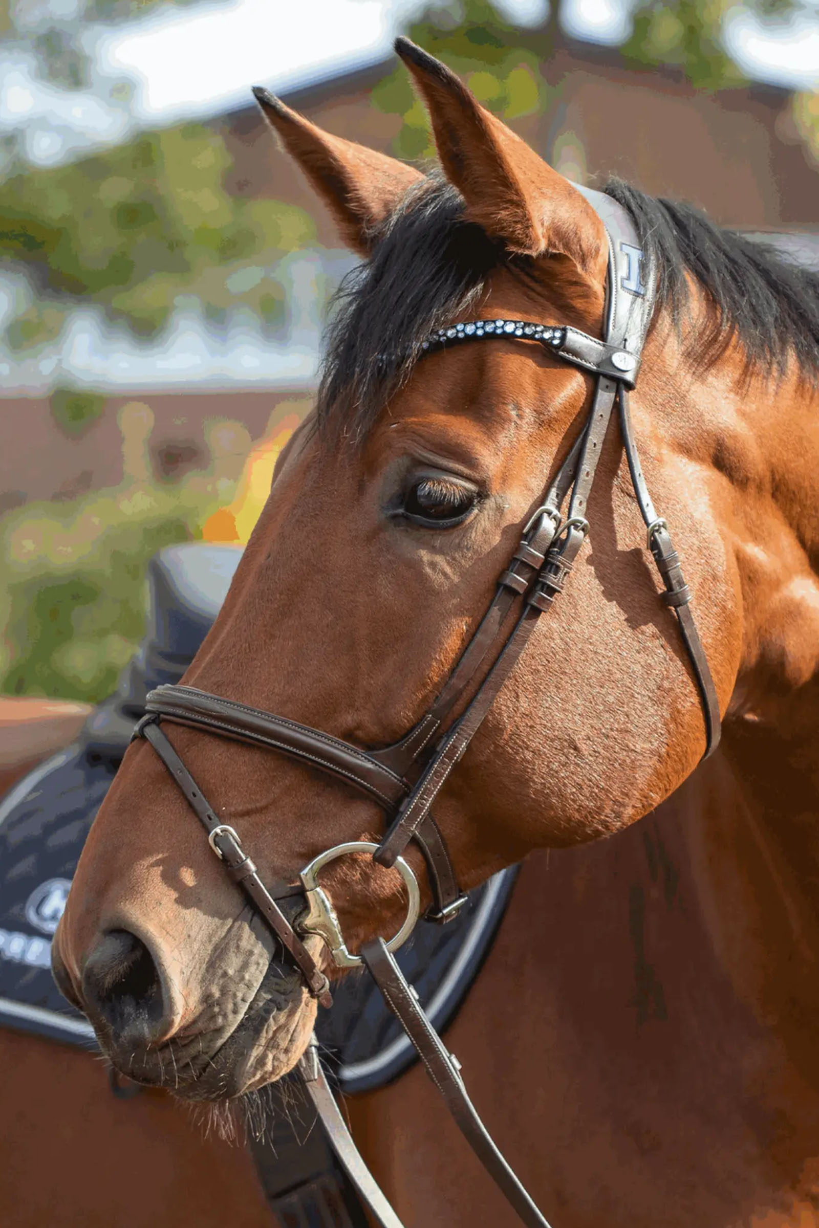 Sprenger Novocontact Olivenkopfgebiss 14mm Einfach Gebrochen Sensogan Mit D-F&ouml;rmigen Ringen