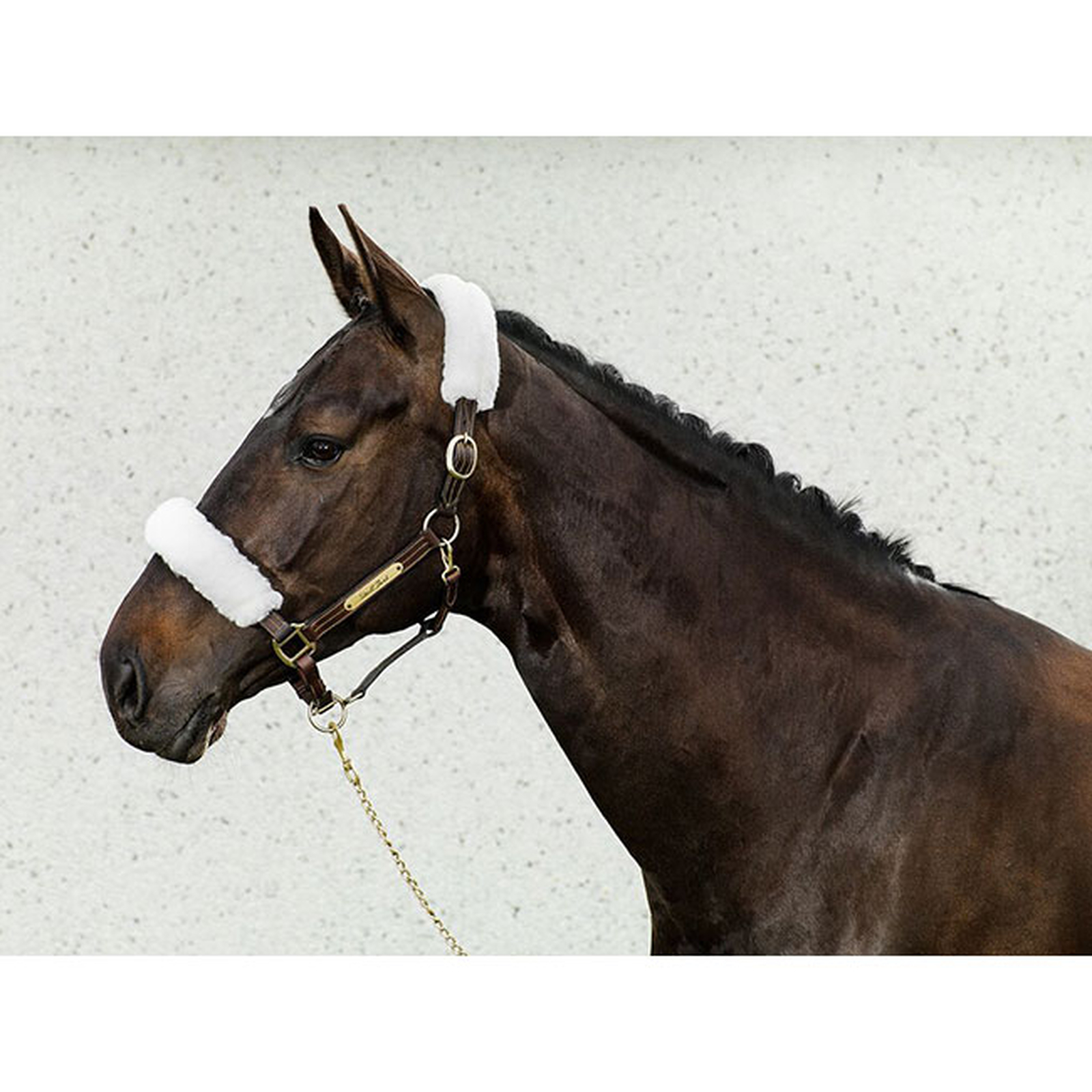 Back on Track Halfter-Überzüge