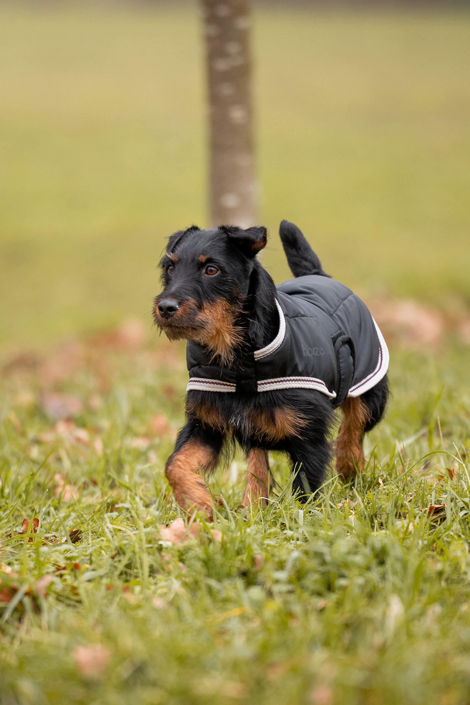 Horze Sudbury 2-in-1 Hundemantel, 0g, 100g