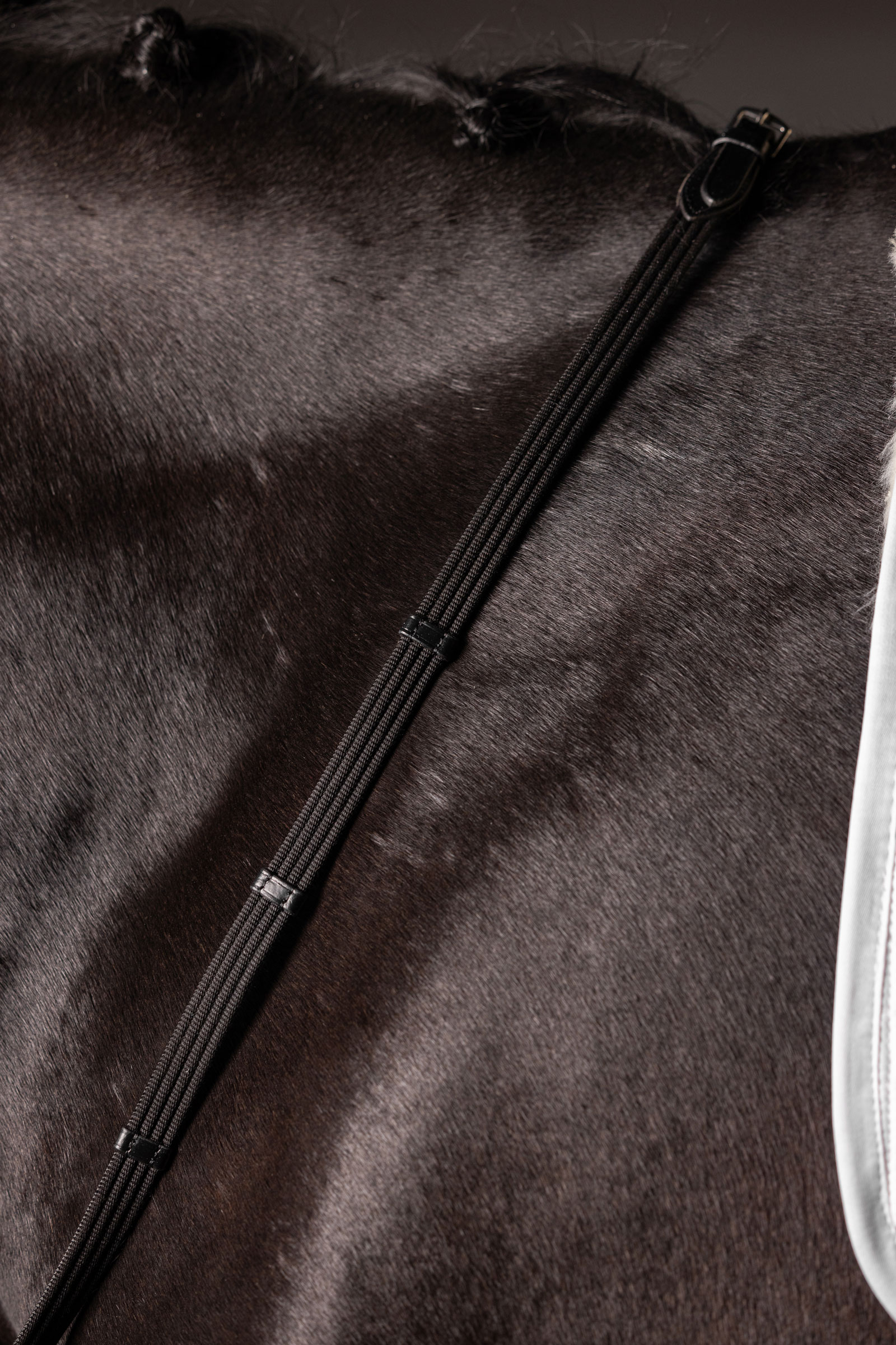 LeMieux Continental Gurtzügel