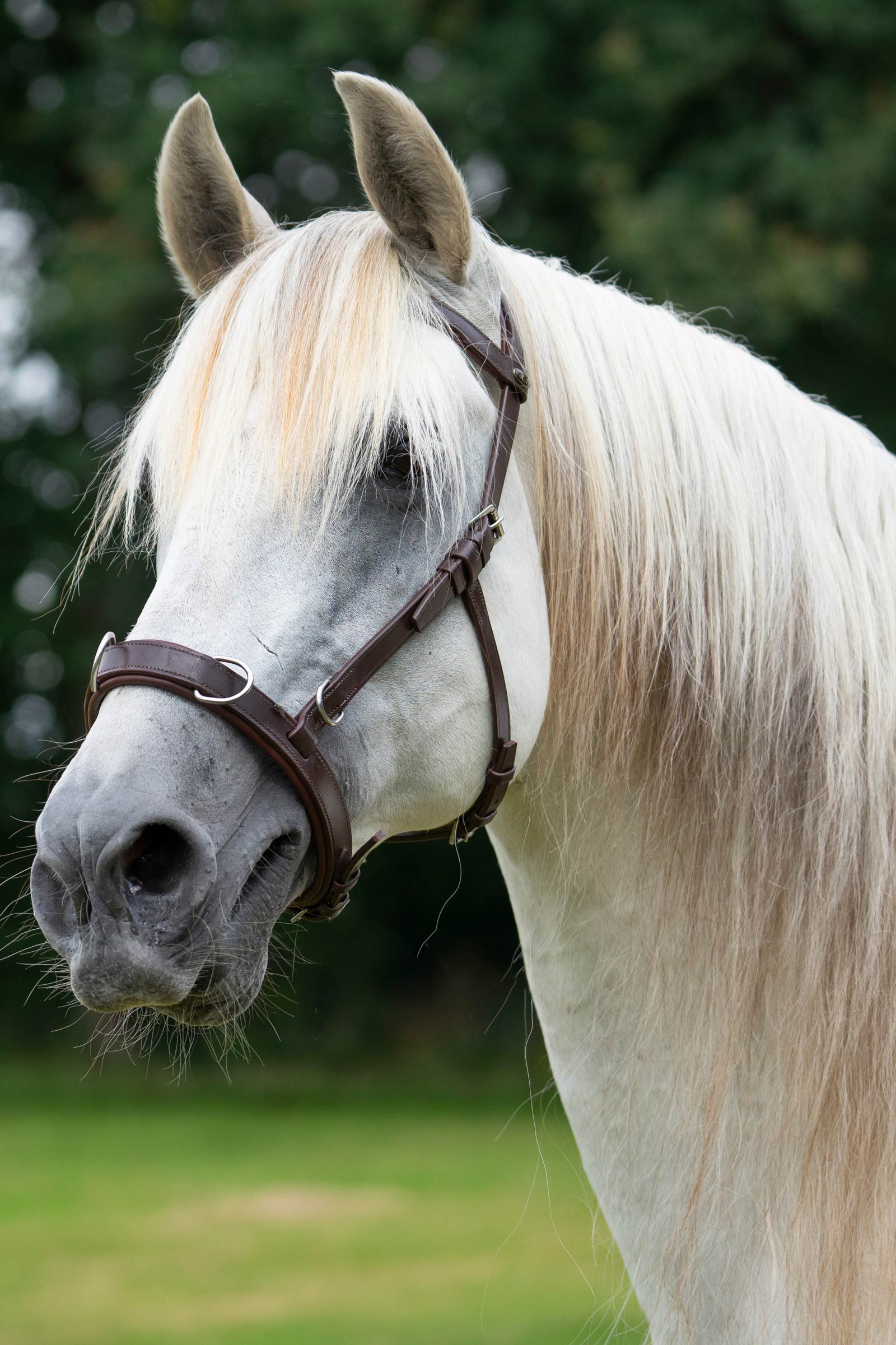 F.R.A. Freedom Riding Articles Baro Kappzaum, Leder