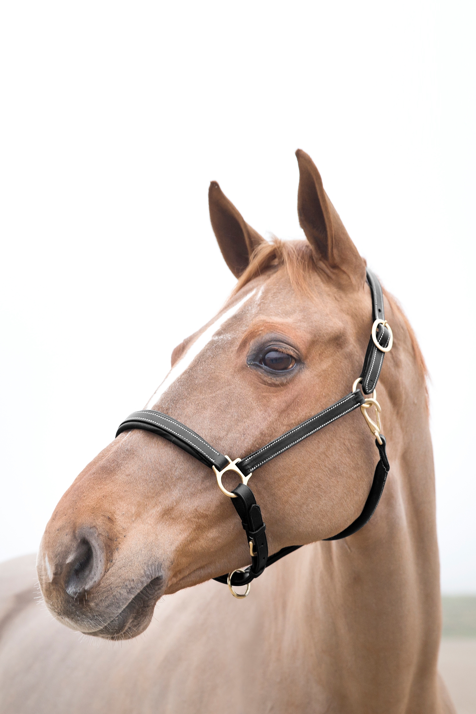 Horze Largo Lederhalfter