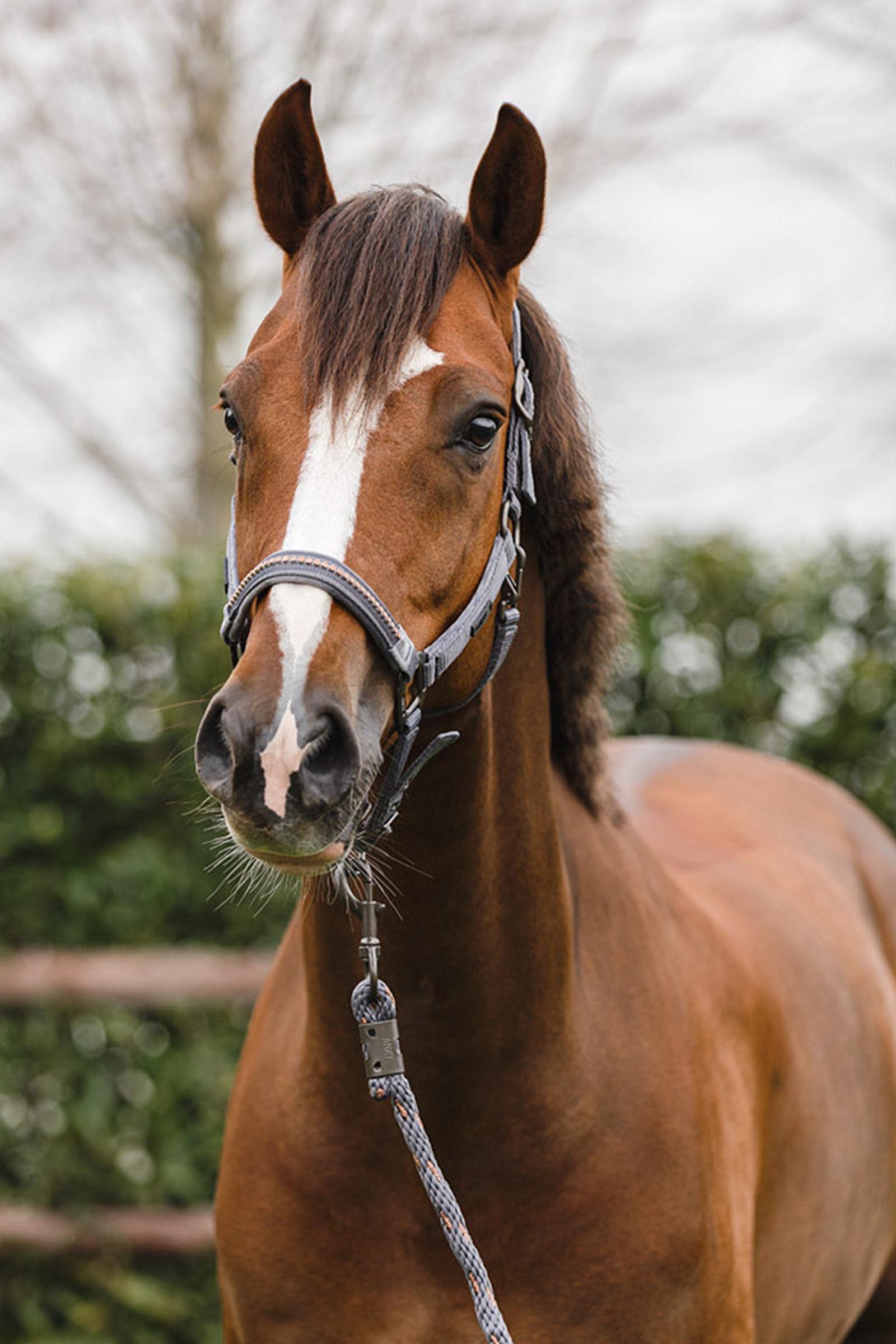ANKY Stones Halfter- und F&uuml;hrstrick-Set