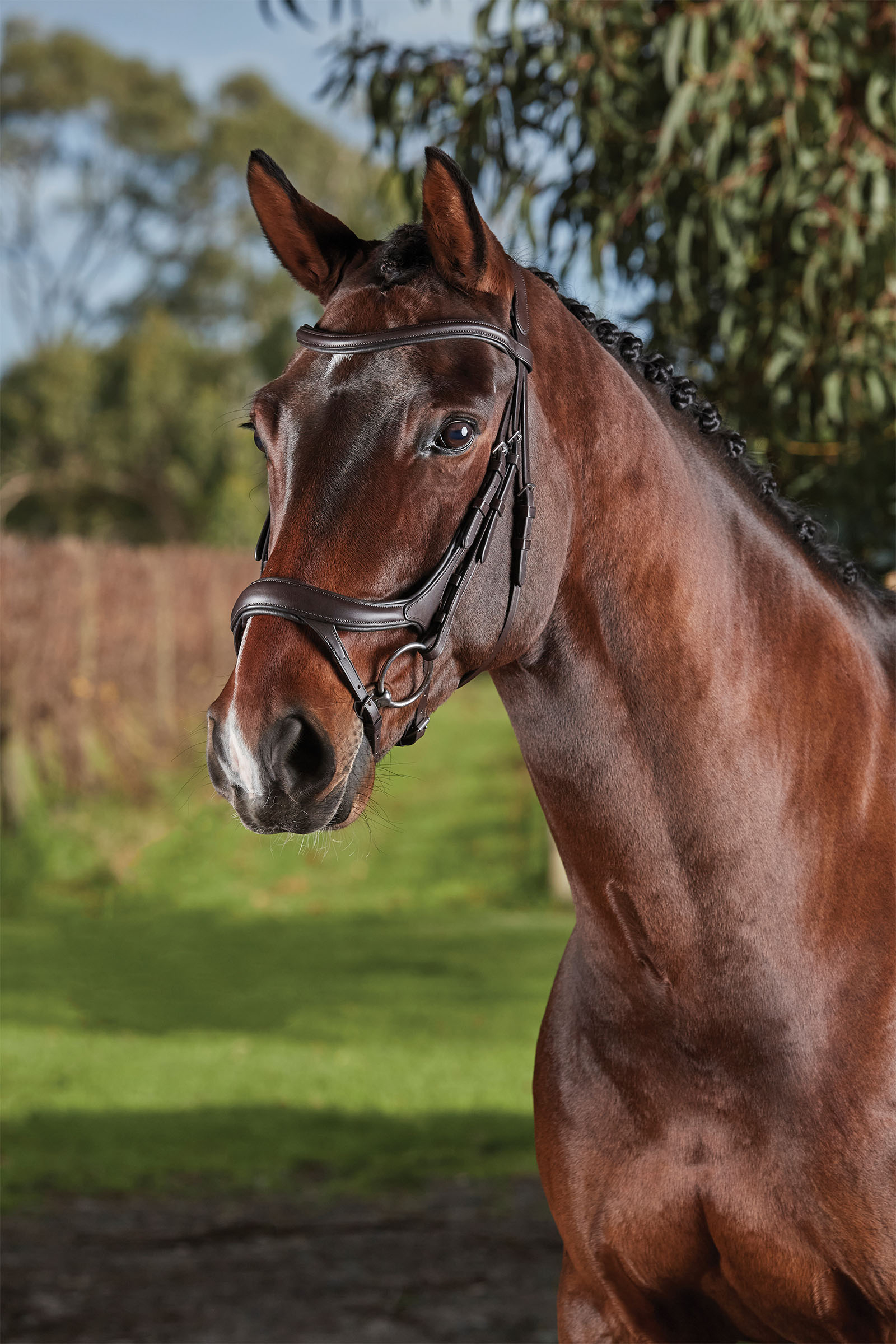 Collegiate Comfitec Vogue anatomisch geformte Trense