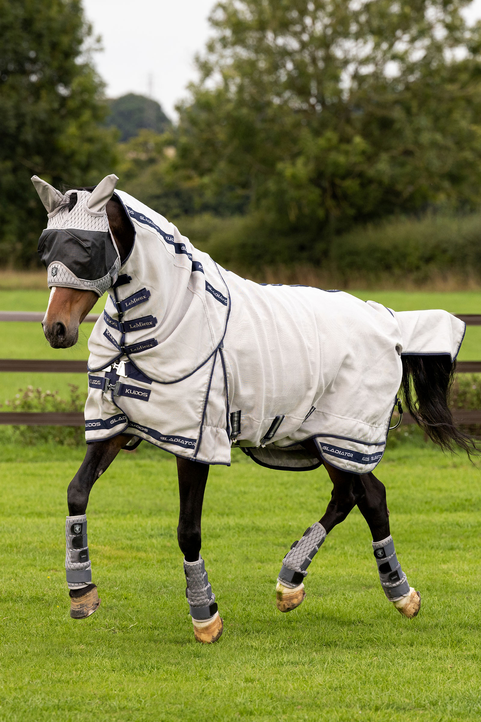 LeMieux Kudos Gladiator Fliegendecke