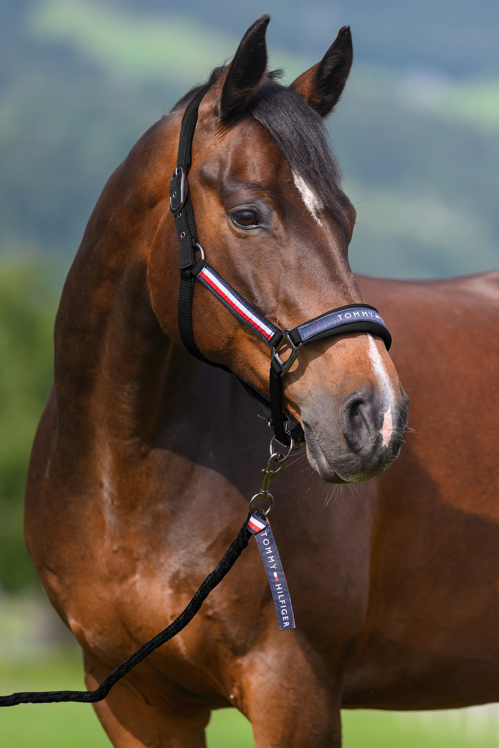 Black Tommy Hilfiger Equestrian Yale Halfter- und F&uuml;hrstrick-Set
